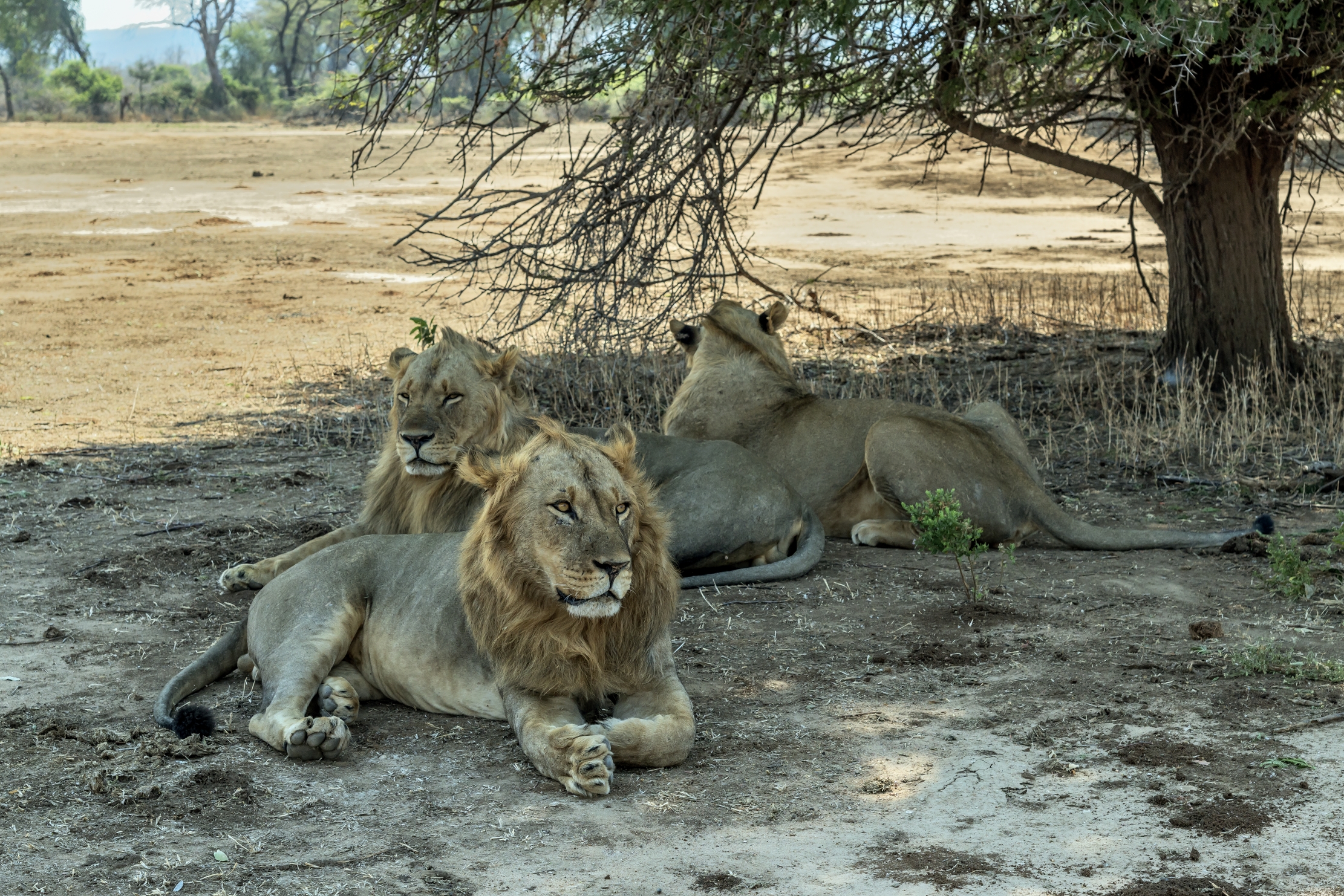 zambia 2015 - All'ombra