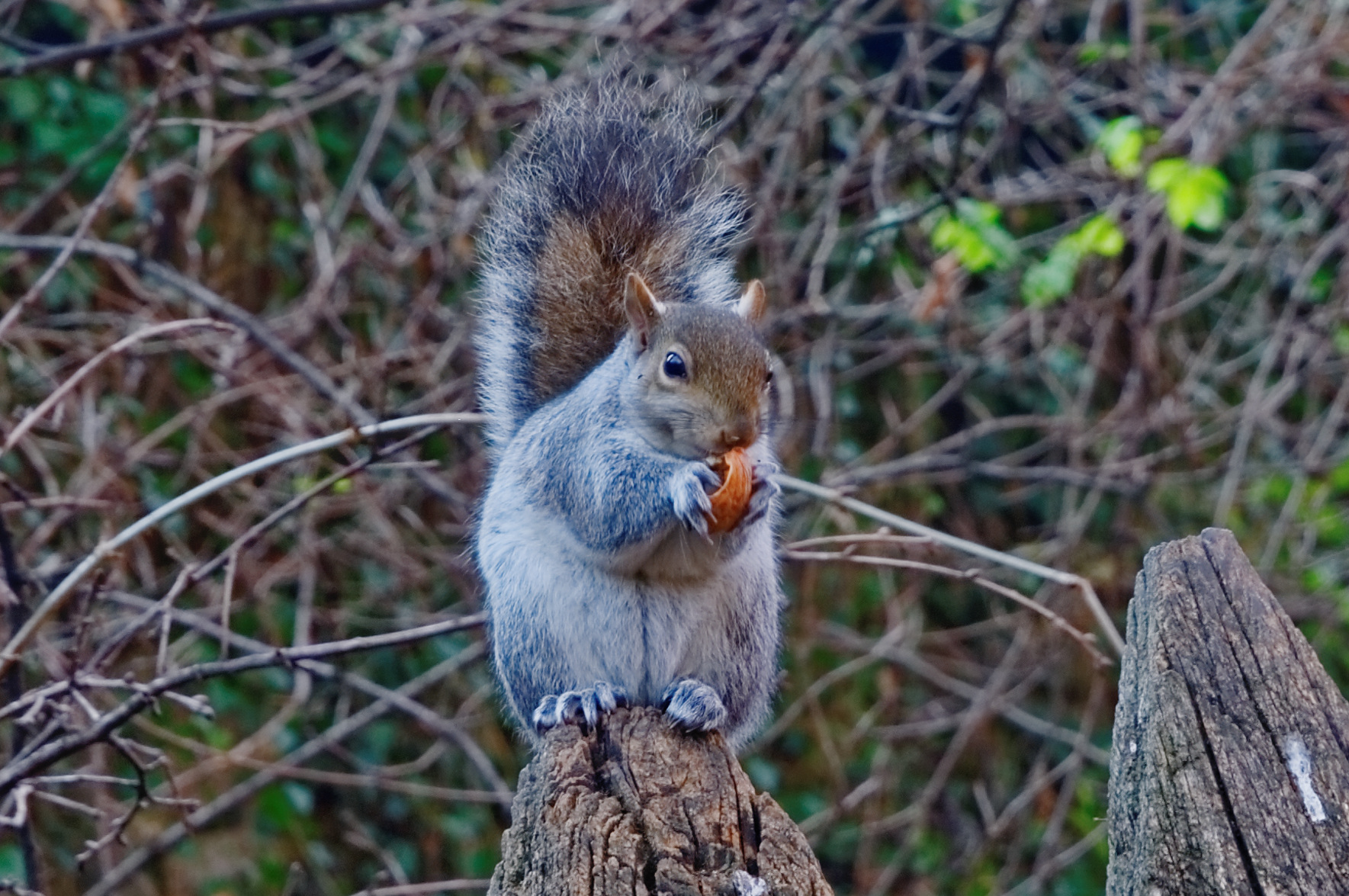 ... e adoro le noci!!