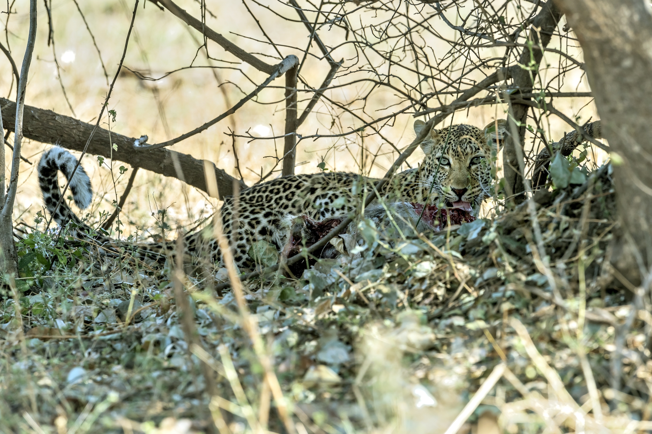Zambia 2015 - Leopard