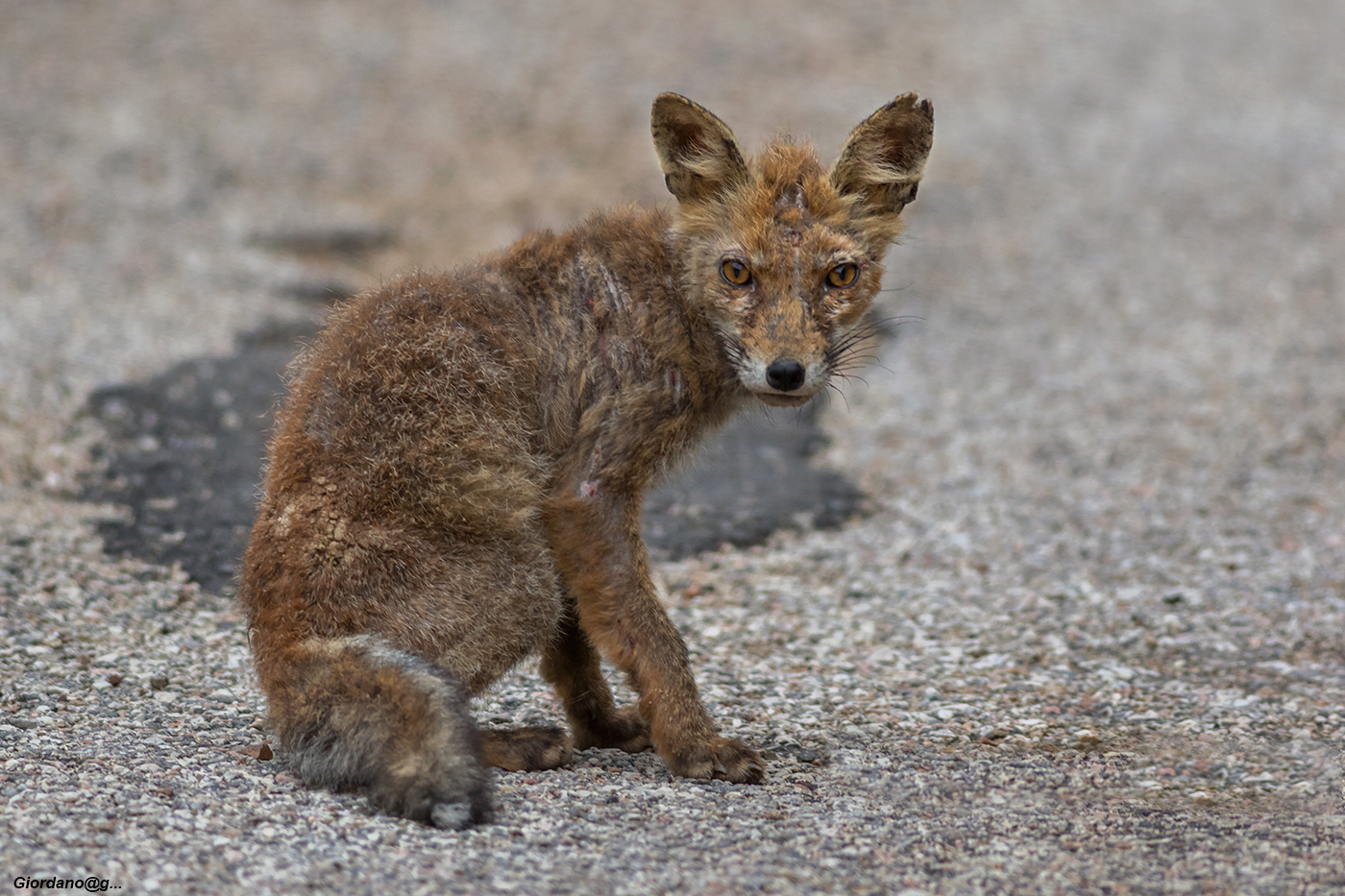 Volpe con scabbia o rogna