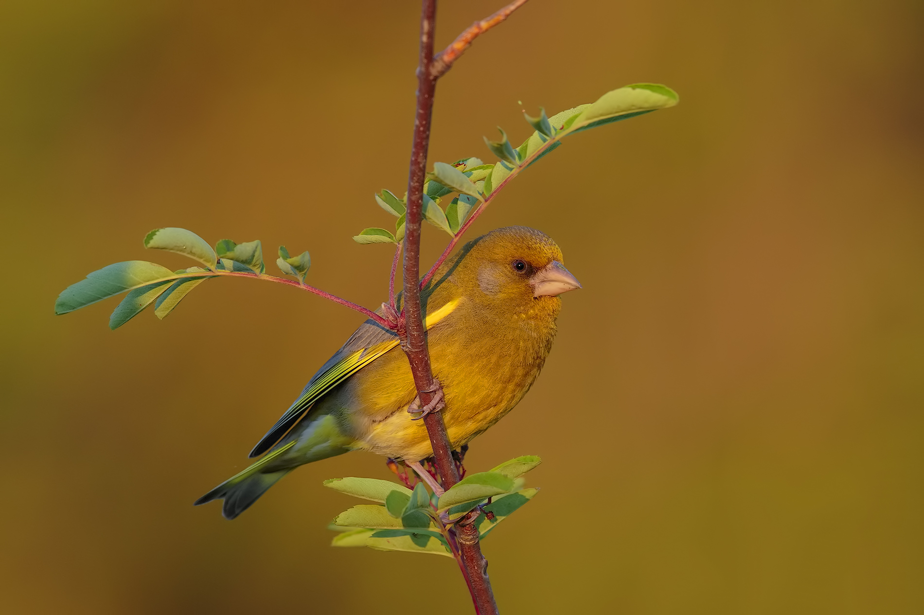 Verdone in the morning light