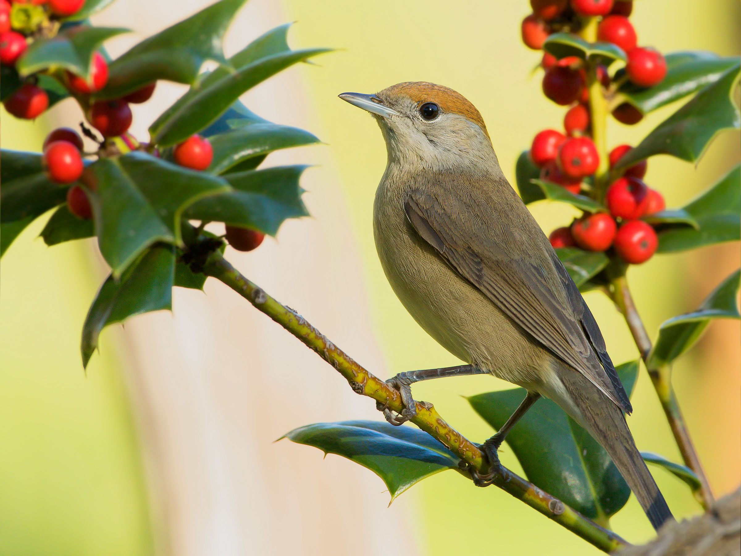 blackcap and holly