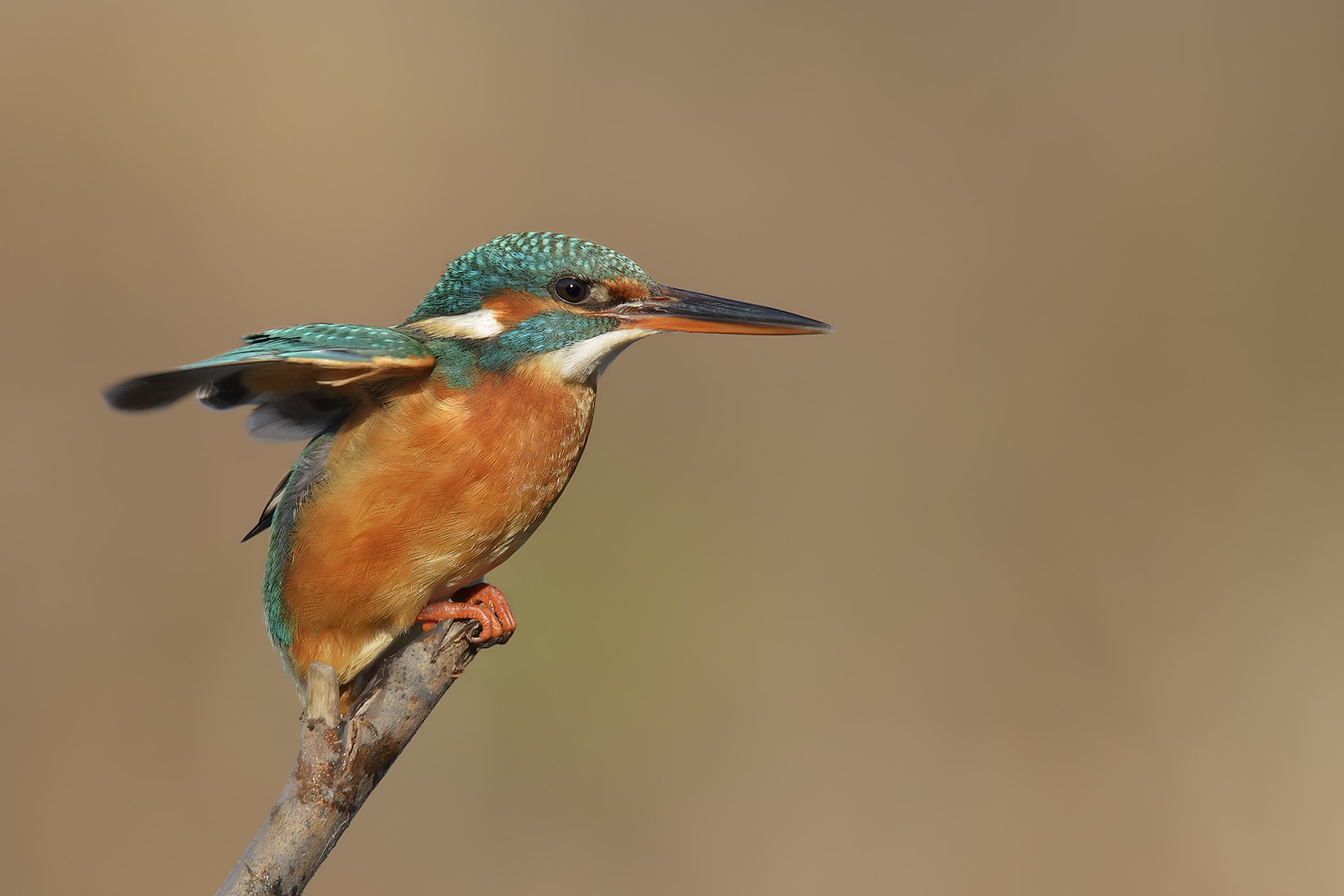 The "little one" with spread wings ....