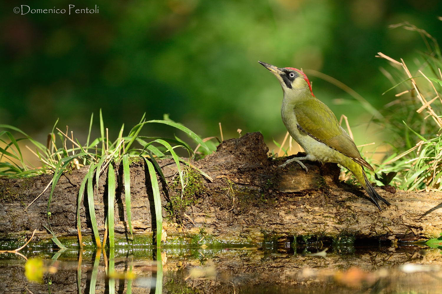 Green all'abbeverata