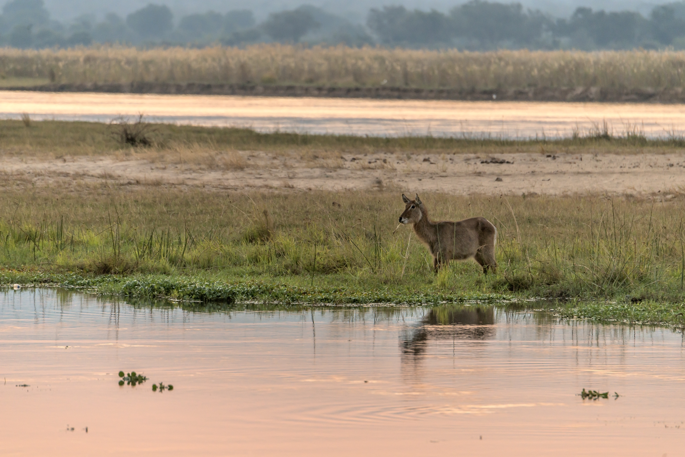 Zimbabwe 2015 - Waterbuck