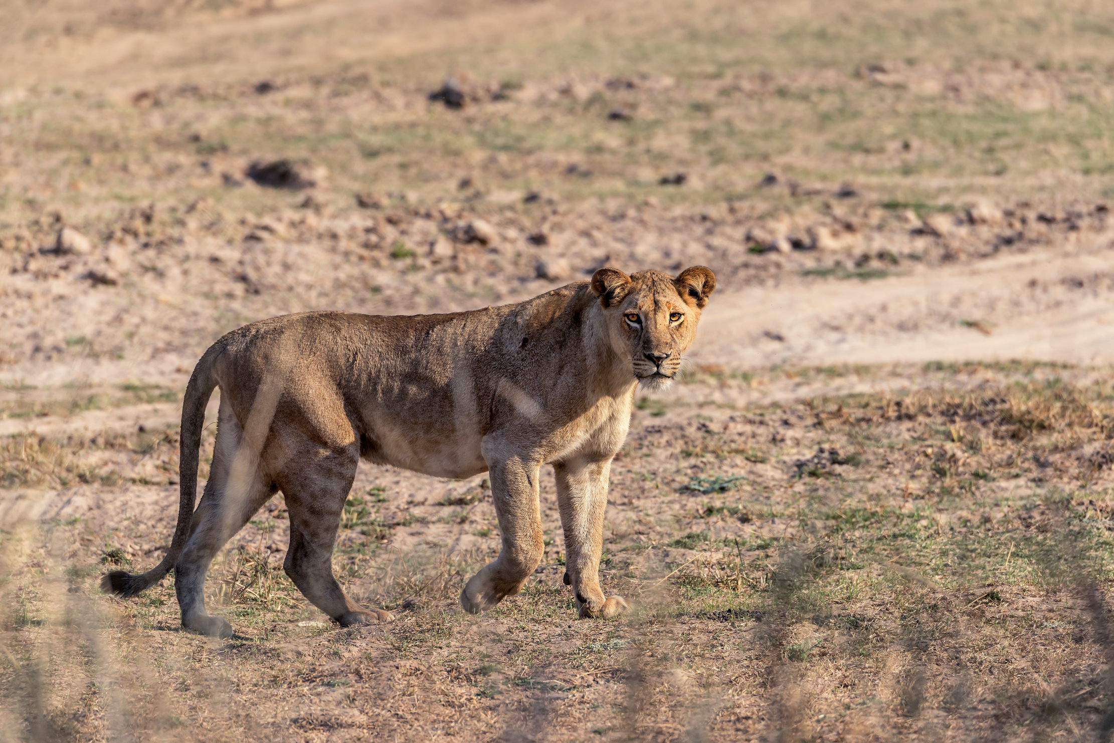 Zambia 2015 - Leonessa