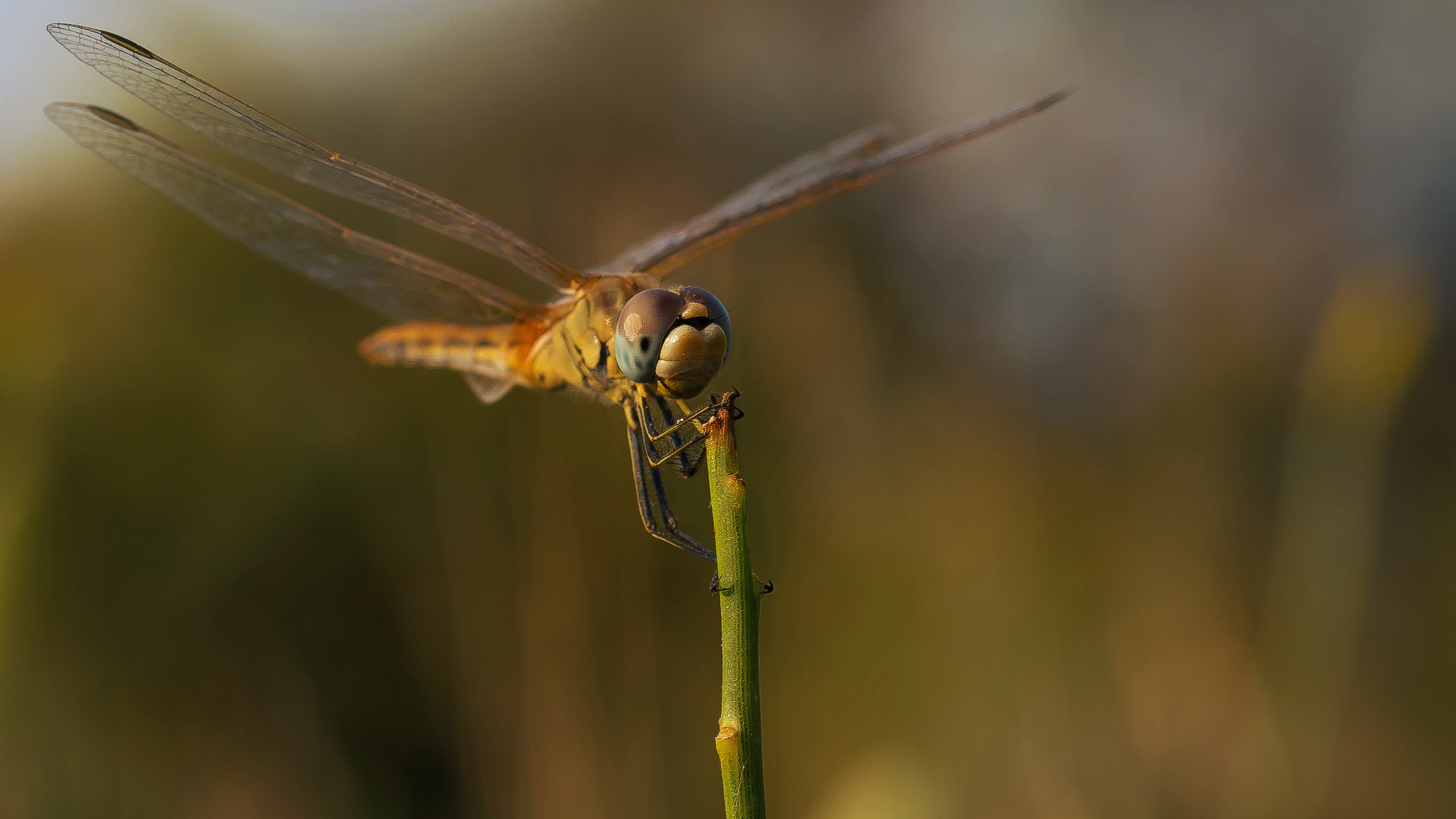 Dragonfly