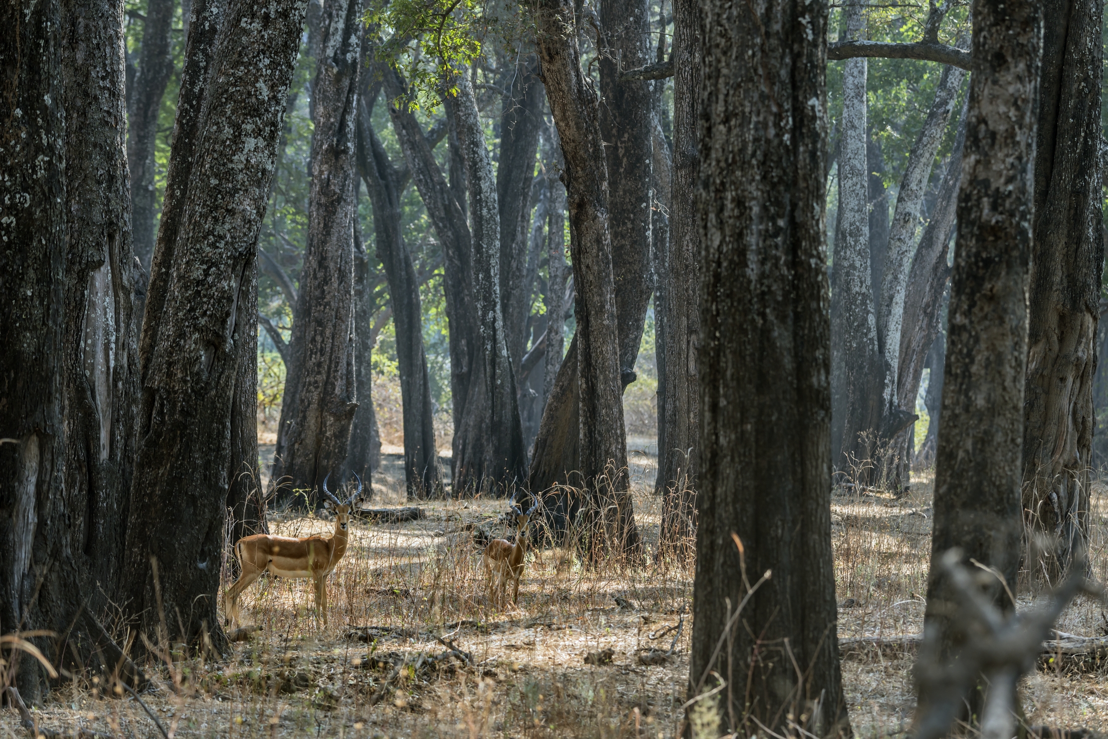 Zambia 2015 - Nella foresta di mogano