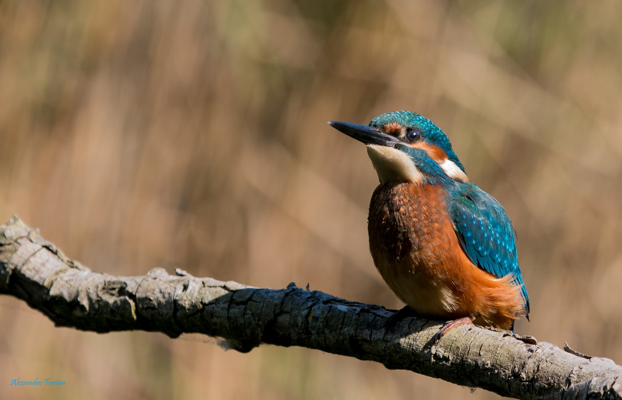 Heir to the Throne 4