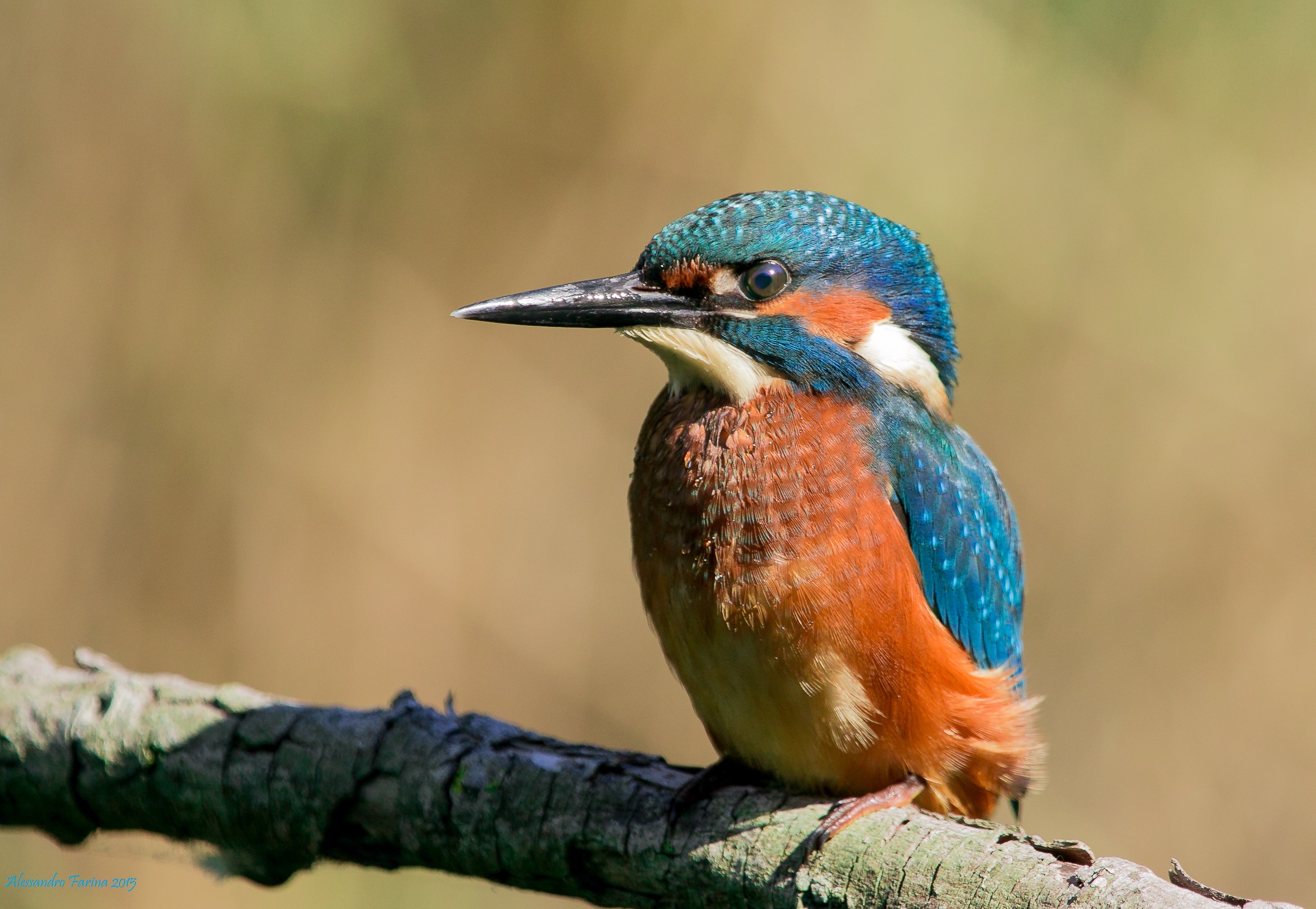 Heir to the Throne 5