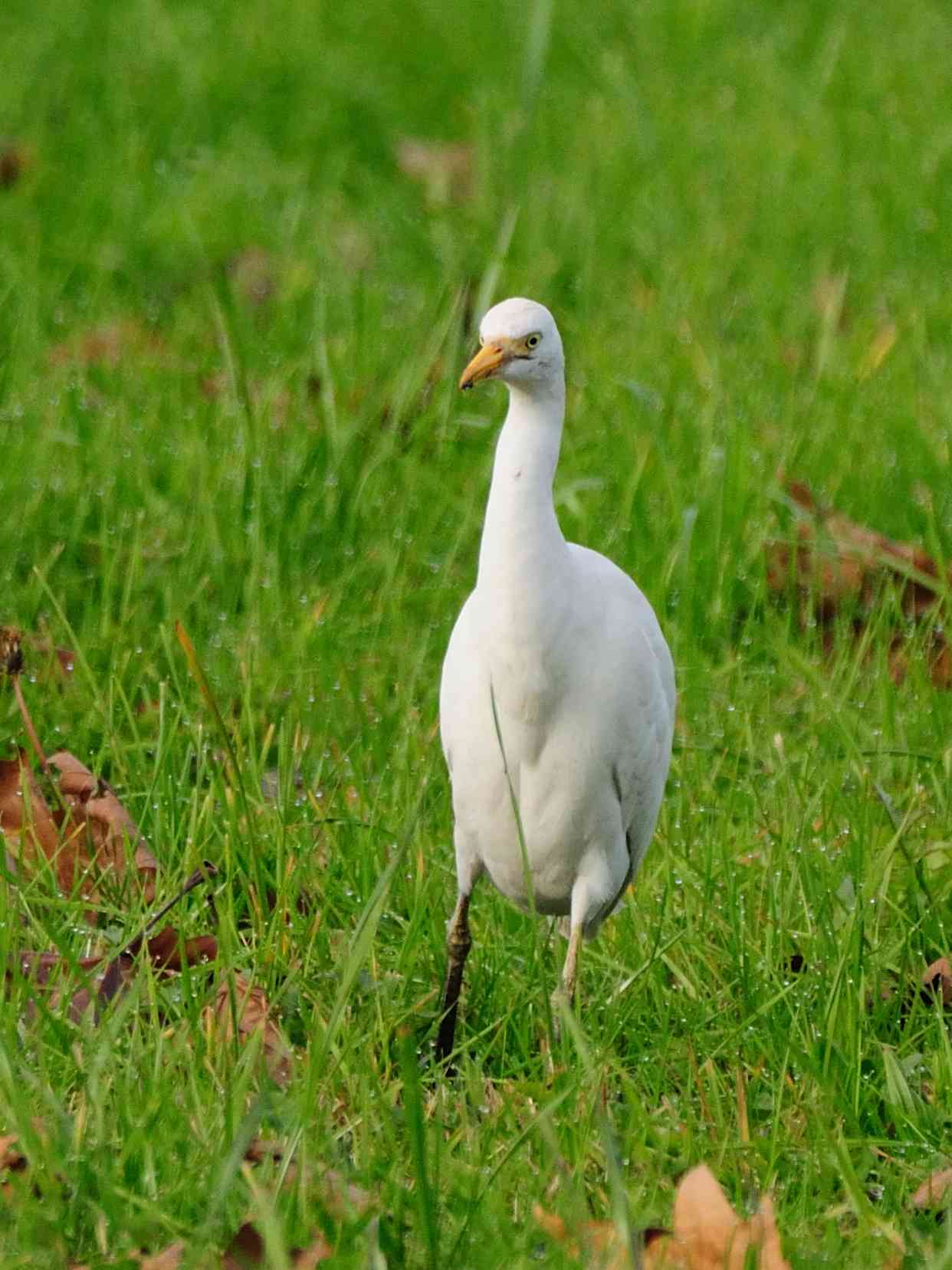 cattle egret III