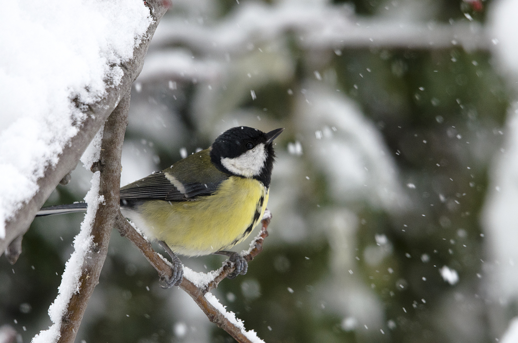 Waiting for the Spring