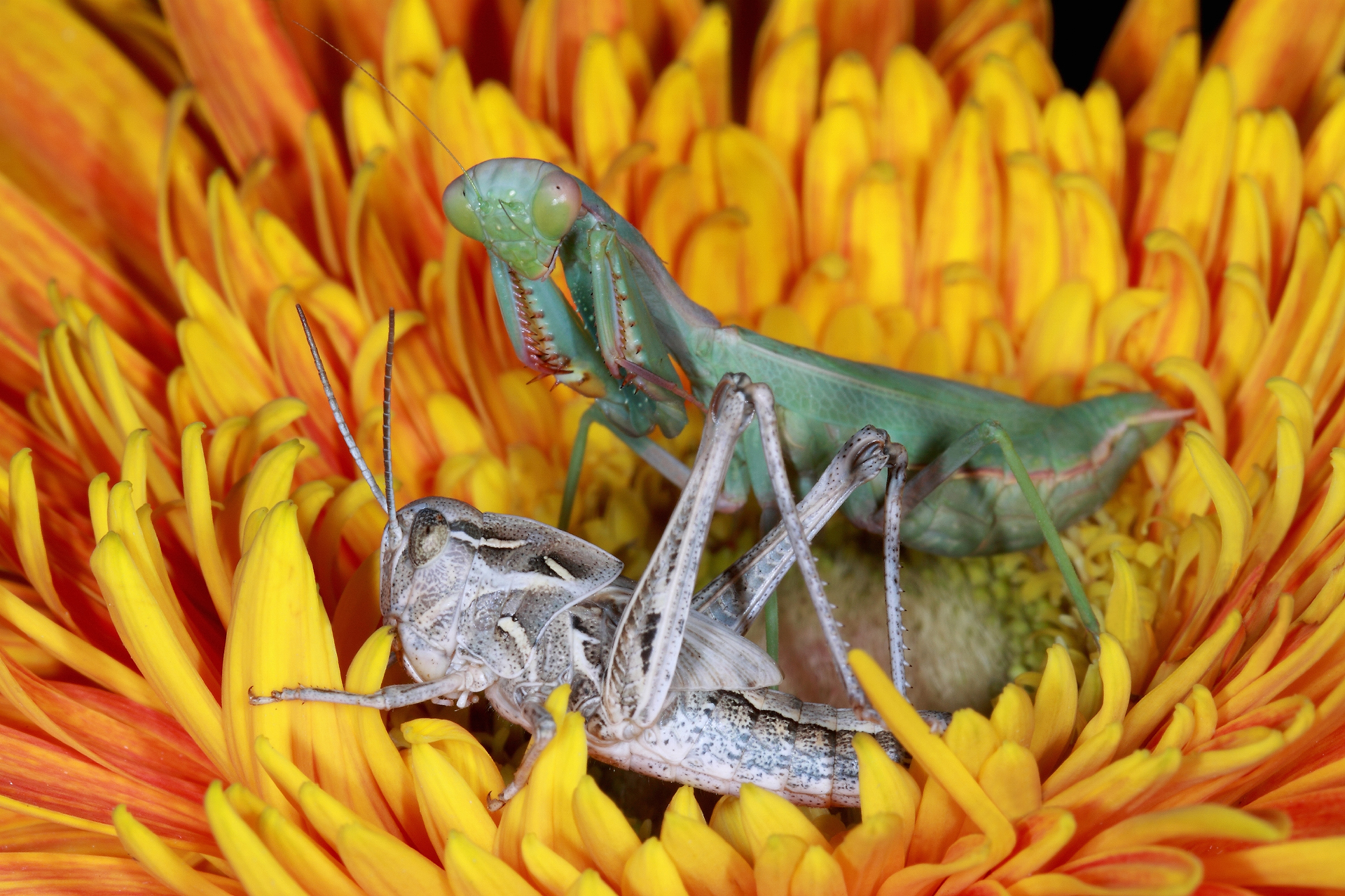 Mantis & Cicala