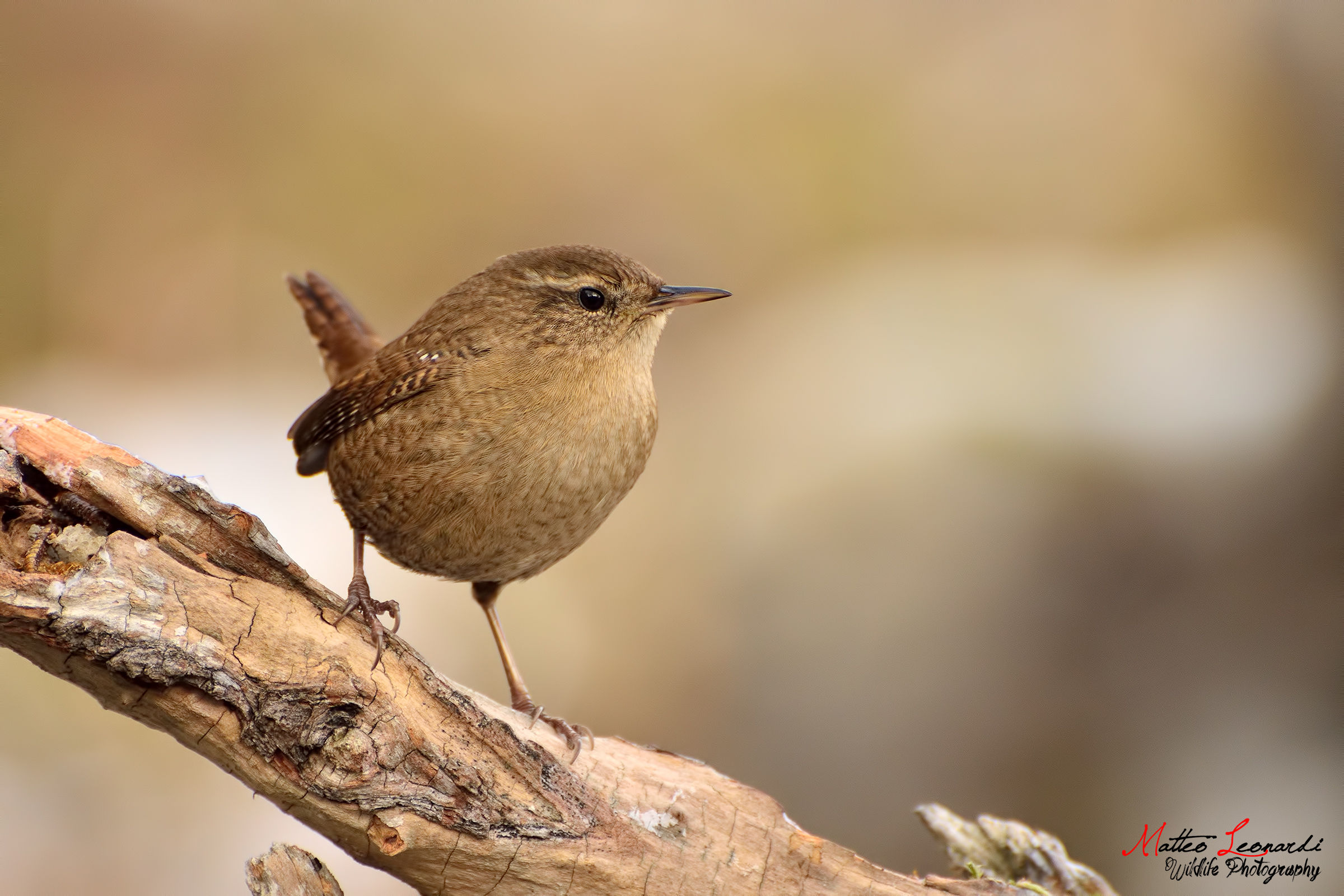 Scricciolo - Alpi Apuane