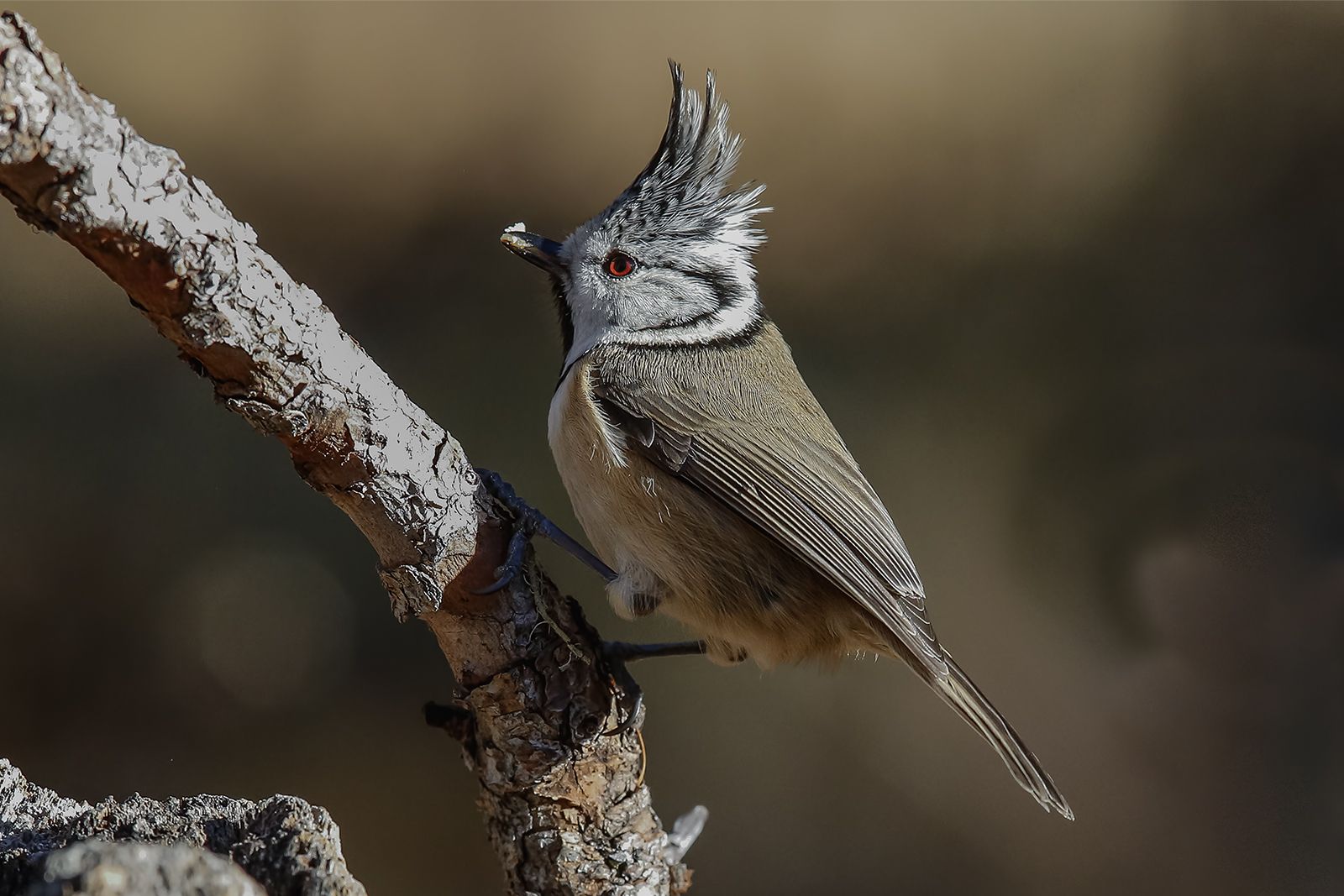 Crested Tit