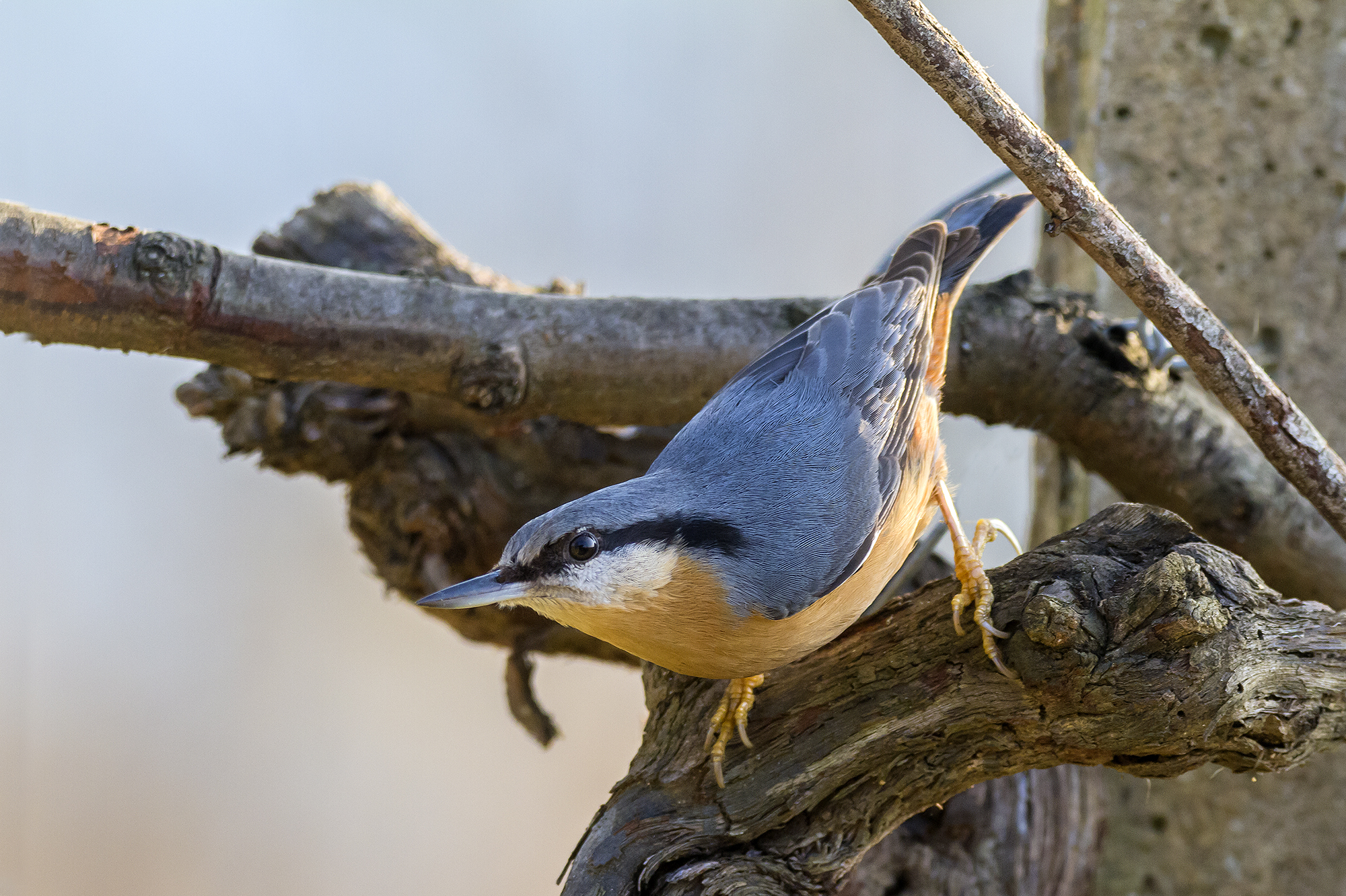 nuthatch