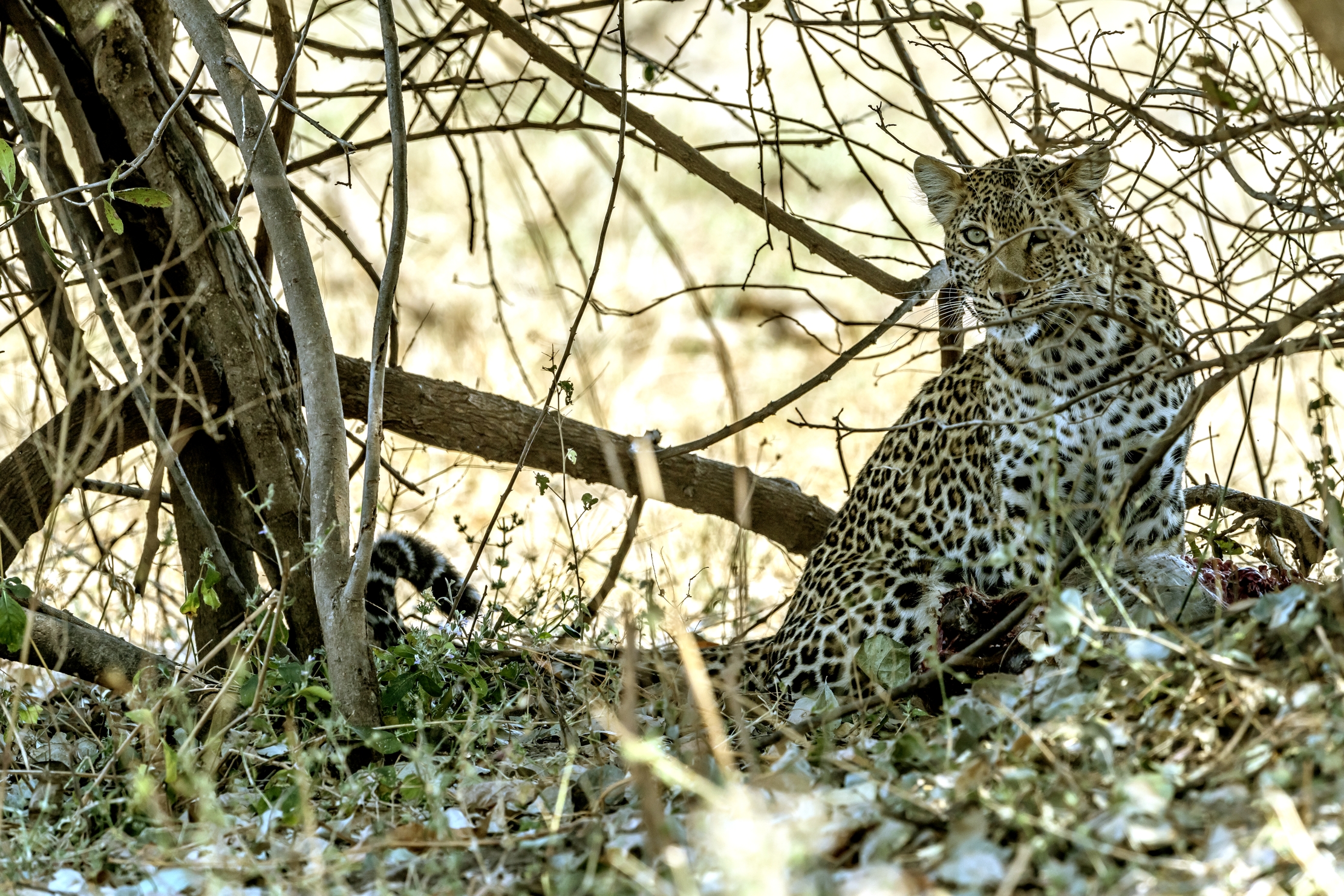 Zambia 2015 - Leopard