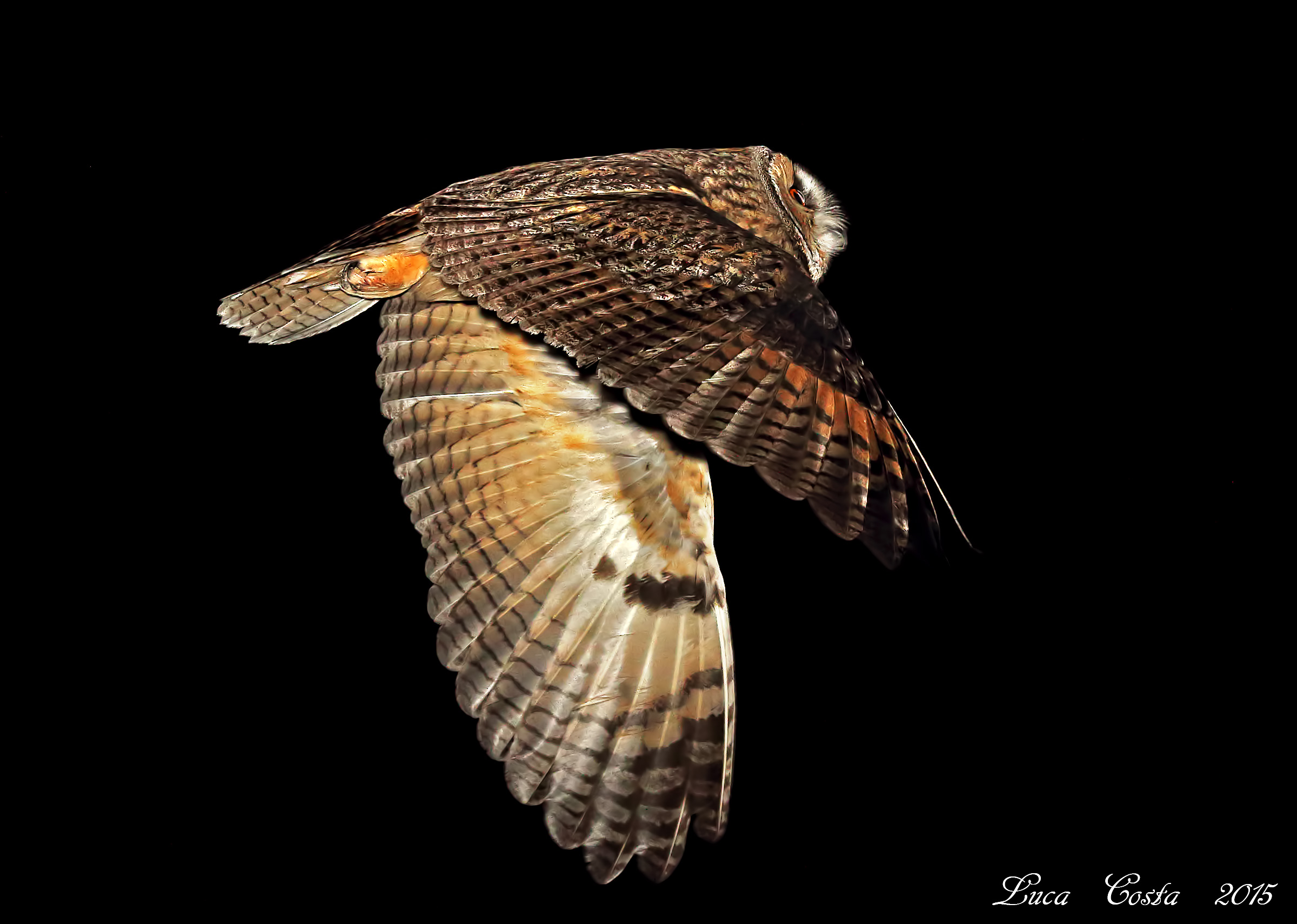 Nella Notte (Gufo Comune al volo)