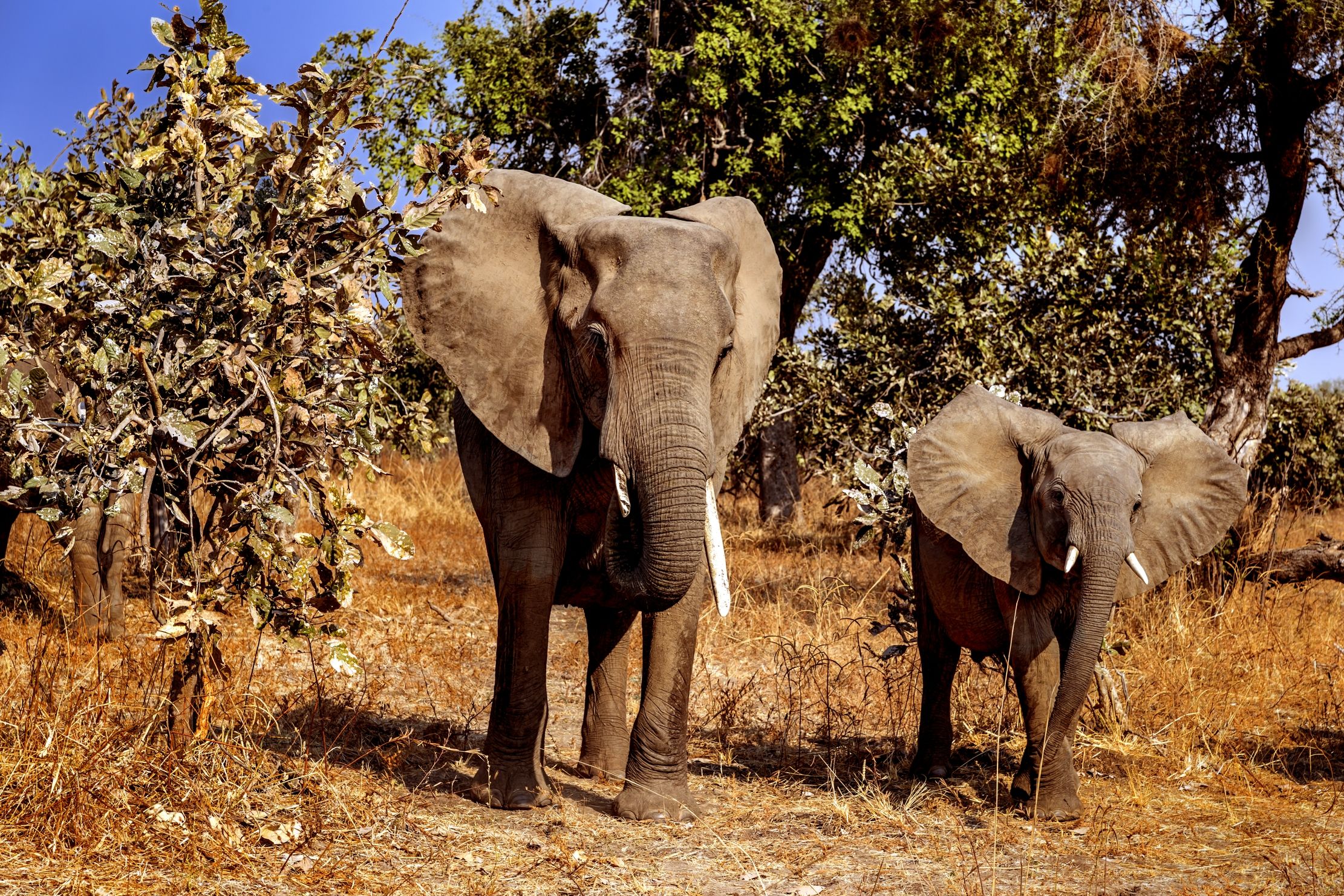 Zambia 2015 - Elephants