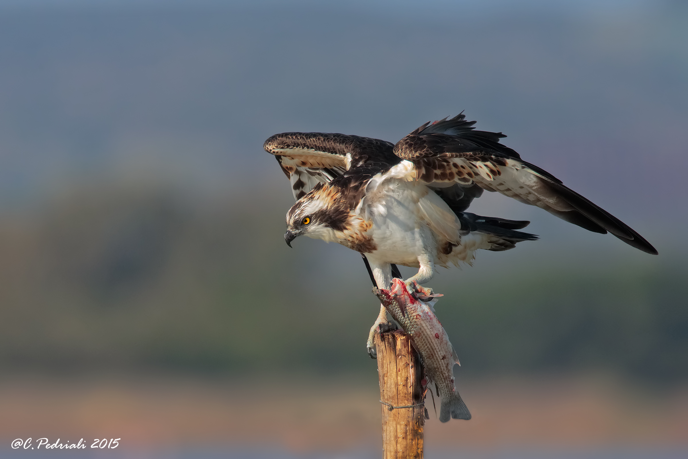Osprey with mullet