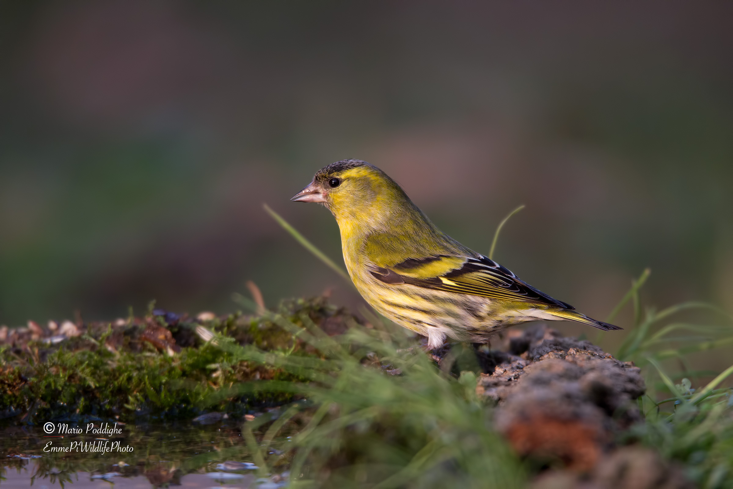 Siskin
