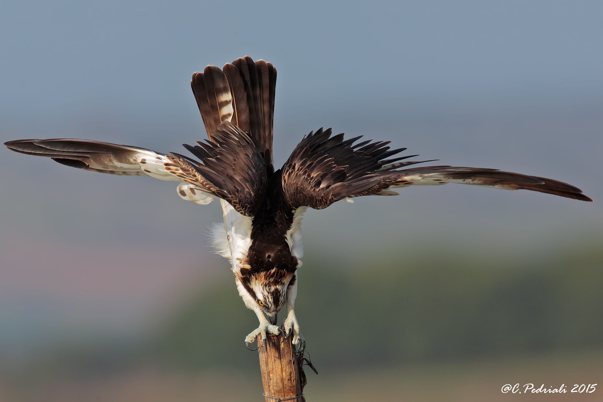 Osprey fetched ... ..