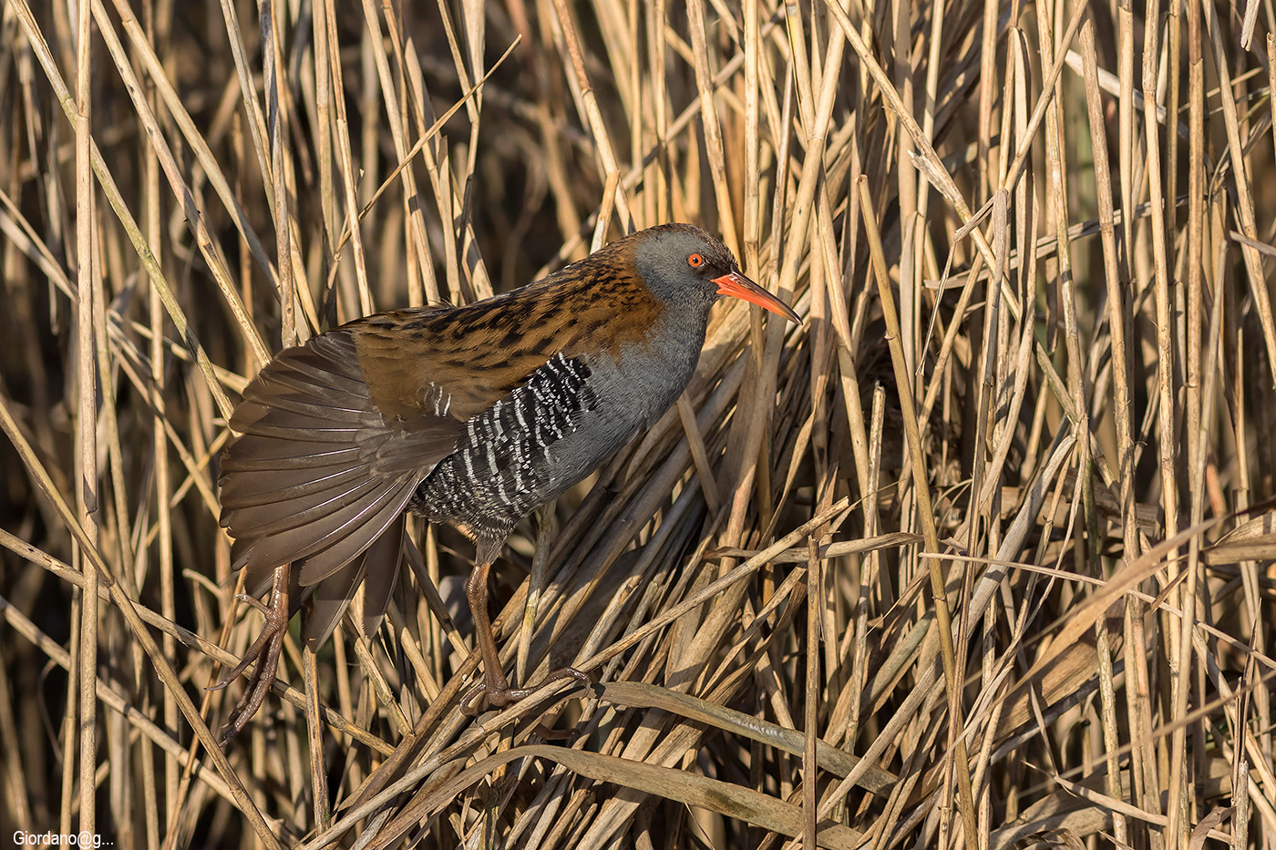 La lunga ...stiracchiata