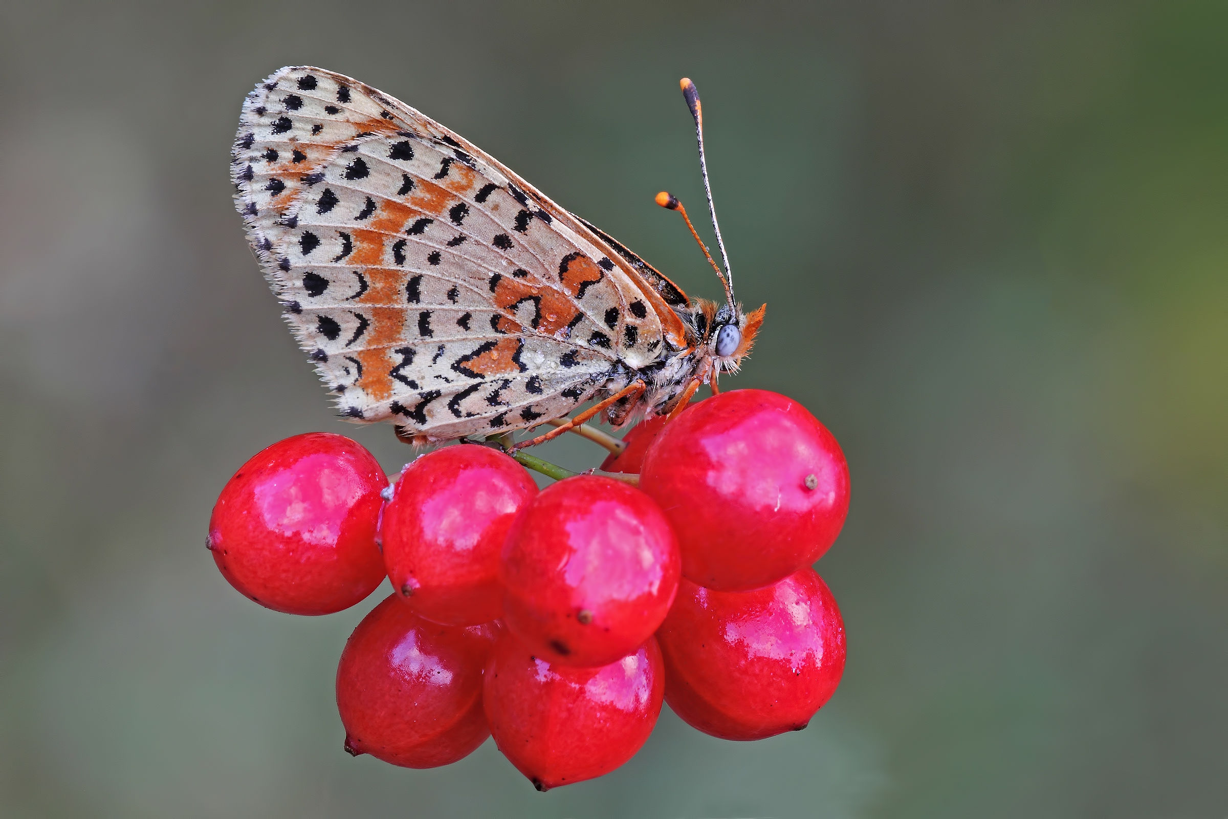 Merry Christmas and Happy New Year !!!