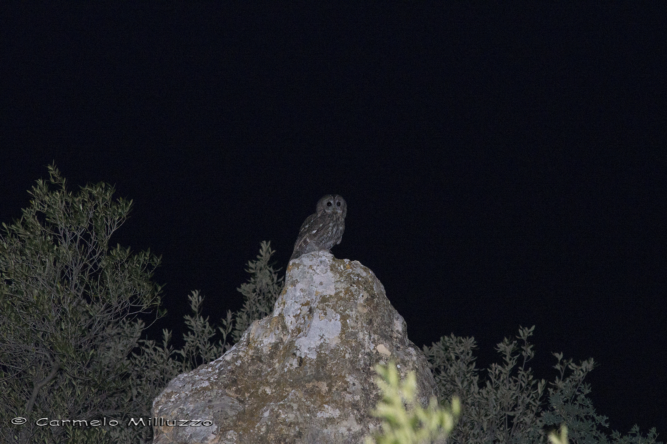 From here I check my territory _Strix aluco_