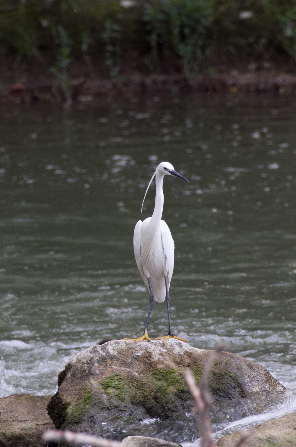 Egret