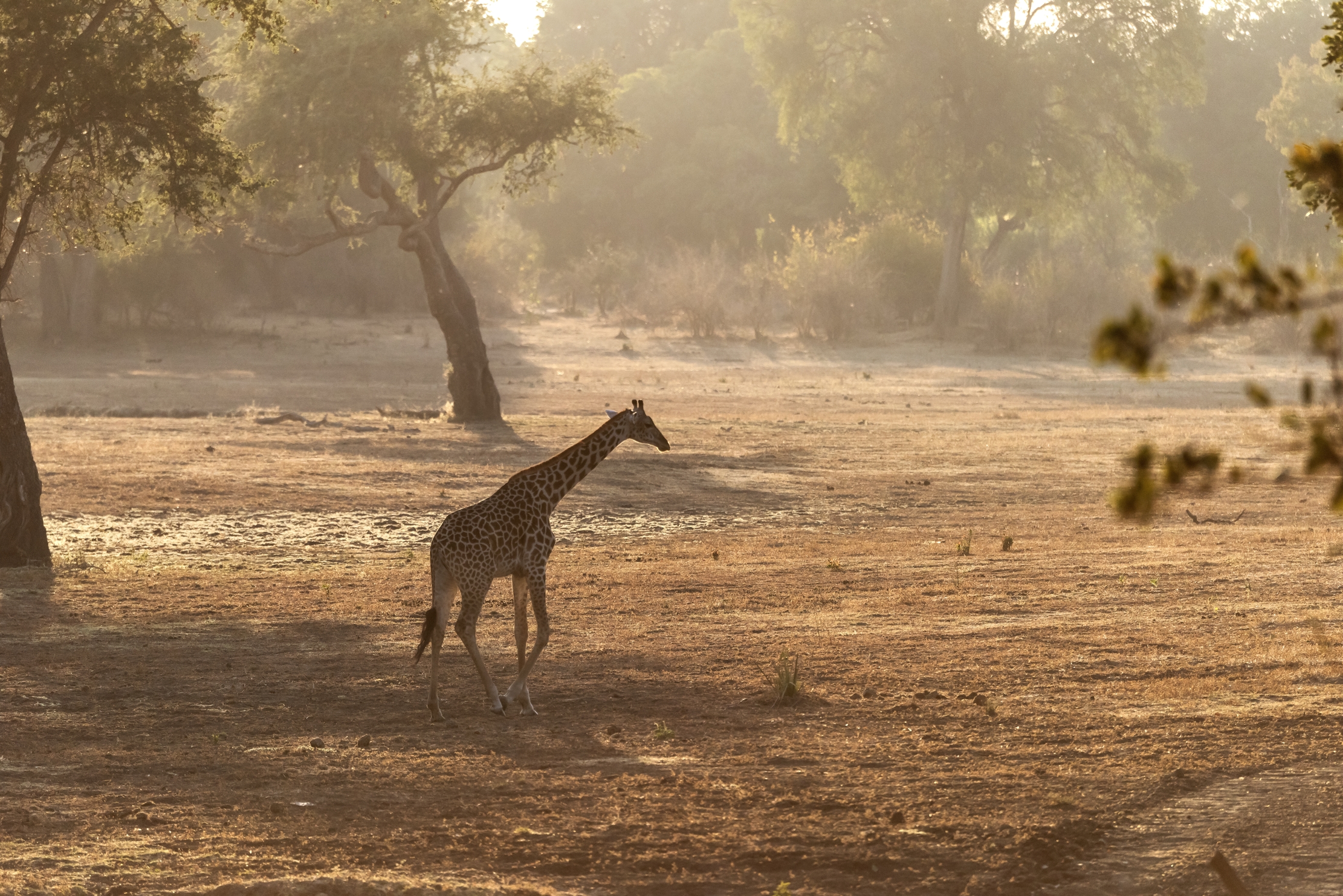 Zambia 2015 - All'alba
