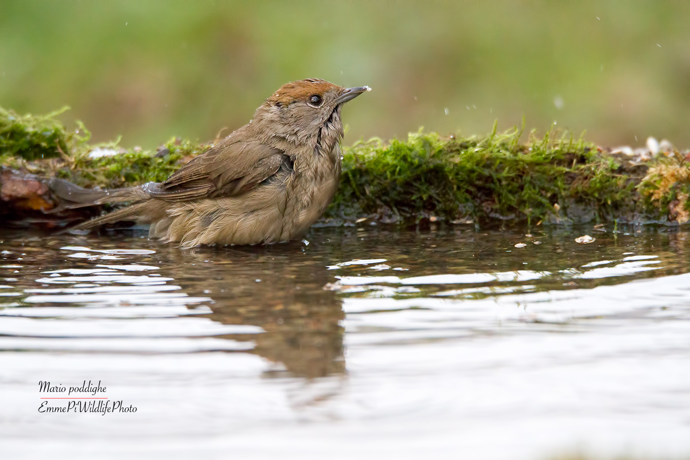 The bath of Blackcap
