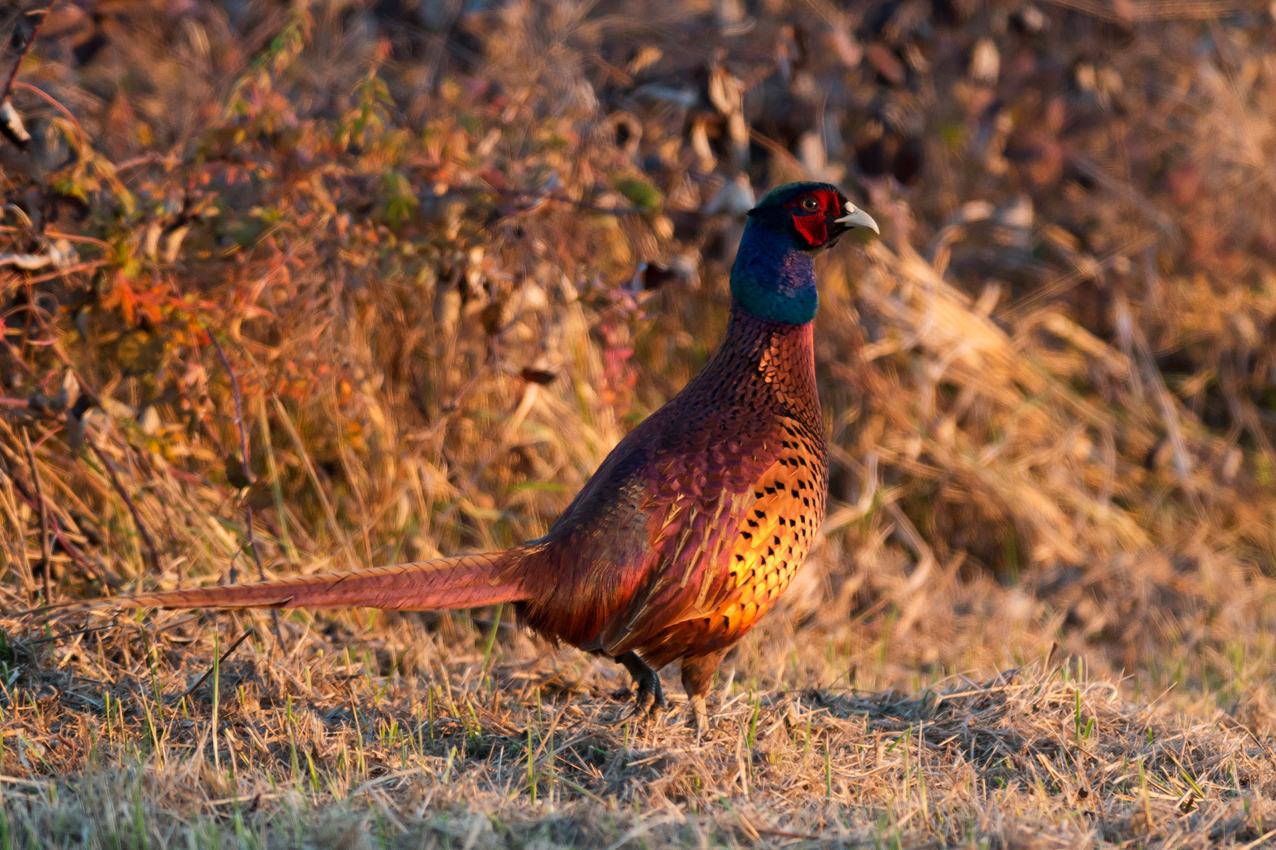 Reflections at sunset.