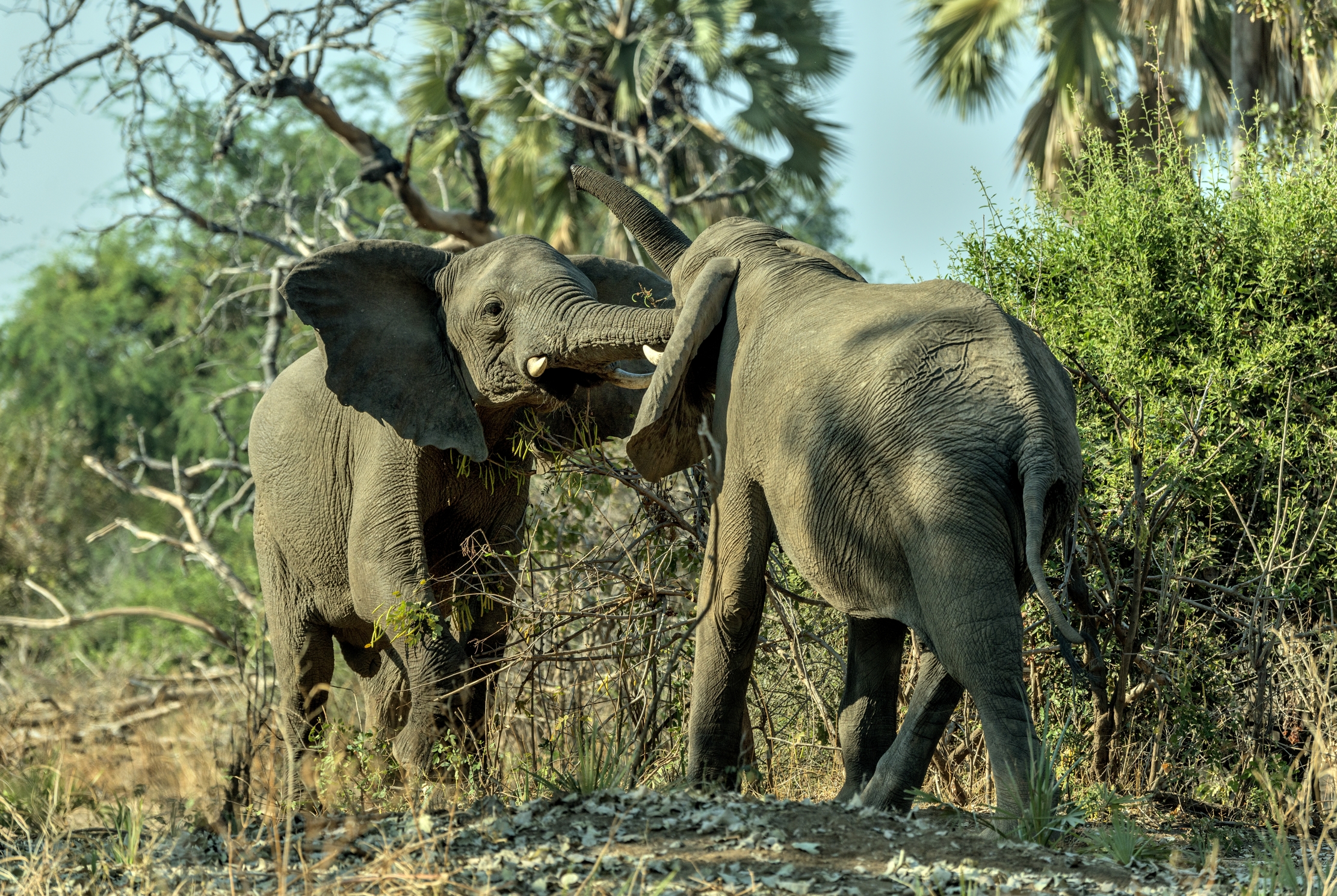 Zambia 2015 - Confronti