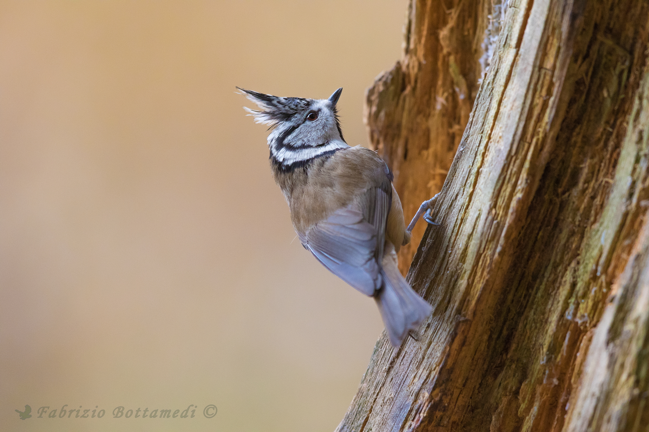 The tuft of the crested tit