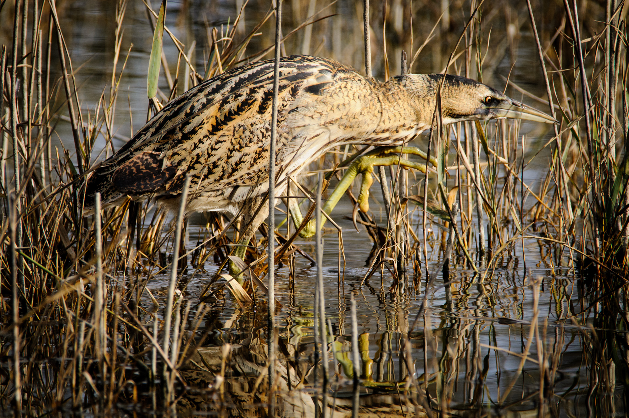 Bittern