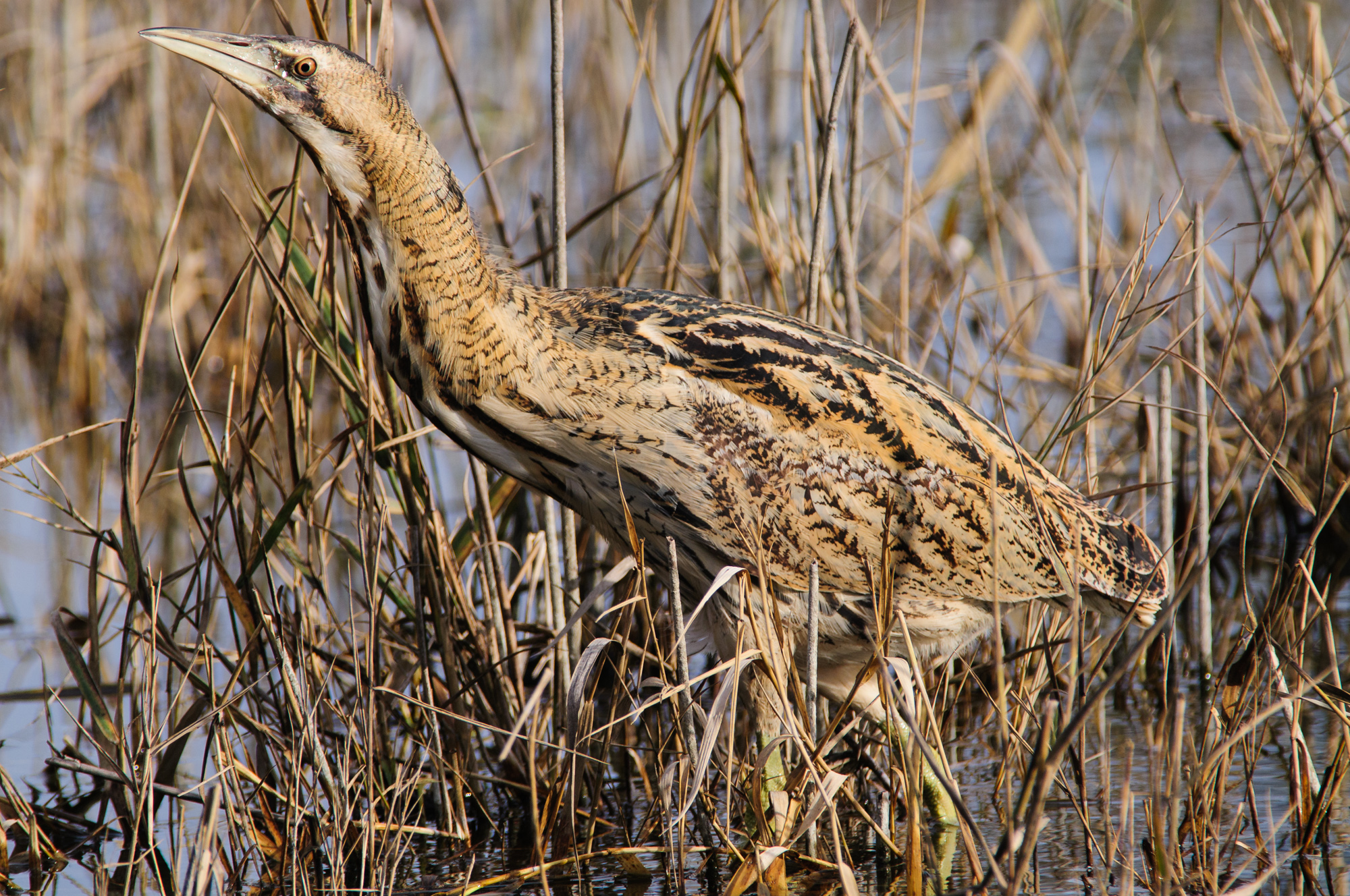 Bittern