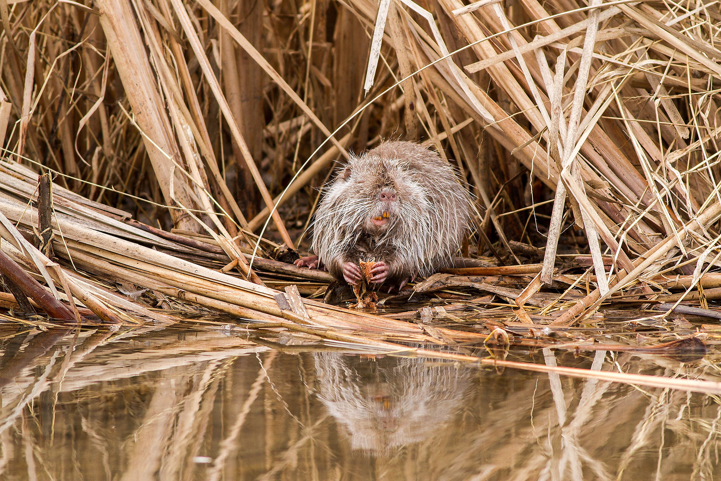 Nutria a colazione