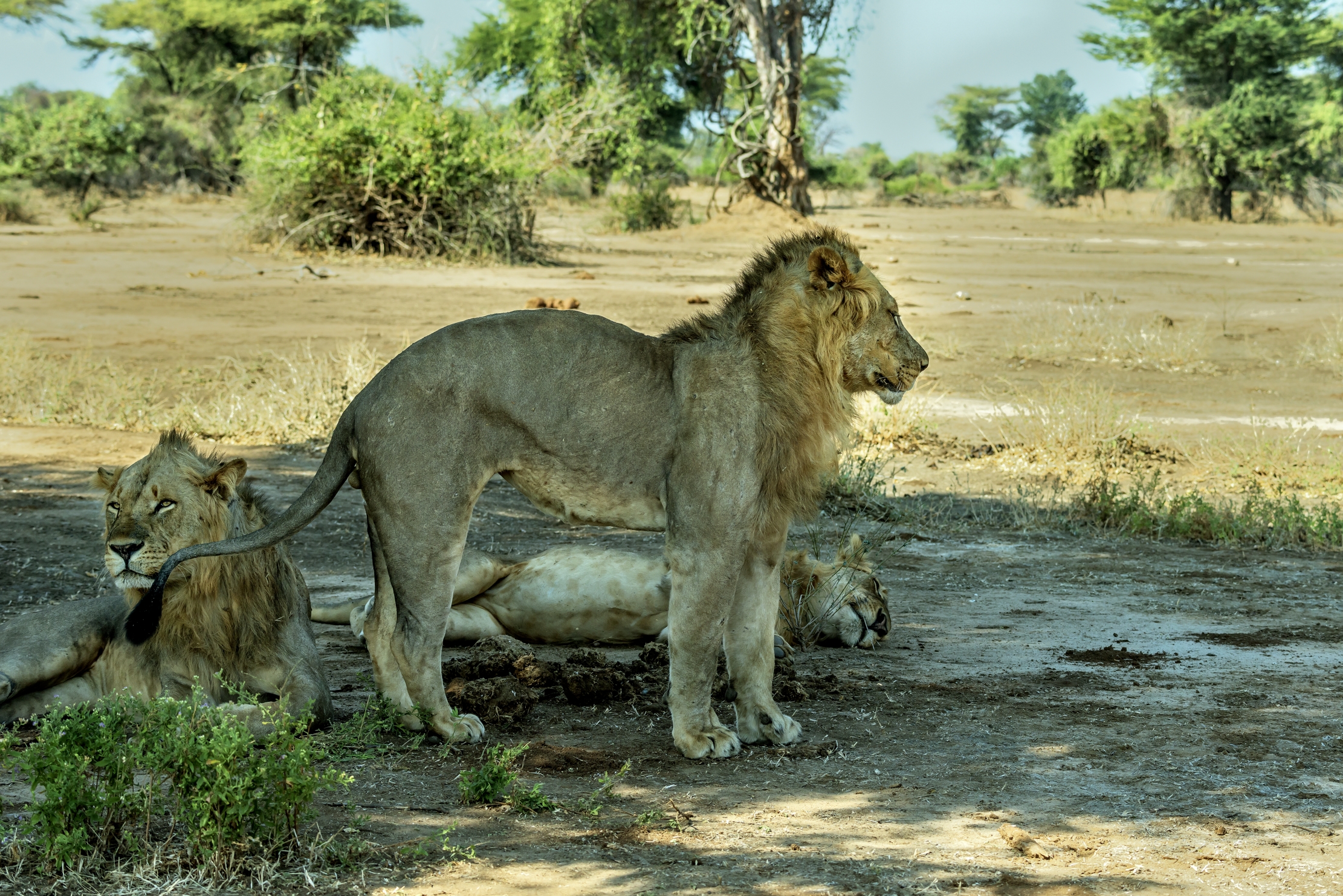 Zambia 2015 - Stiratina