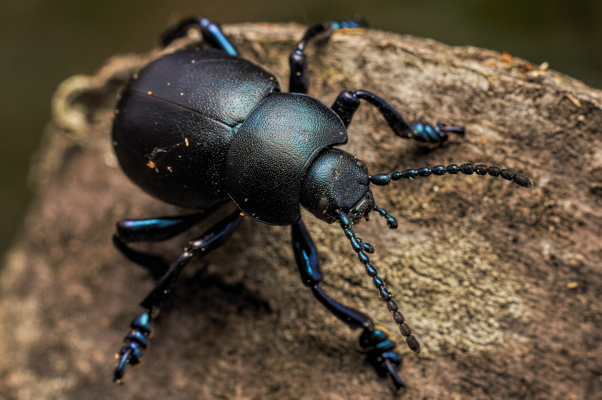 Timarcha tenebricosa