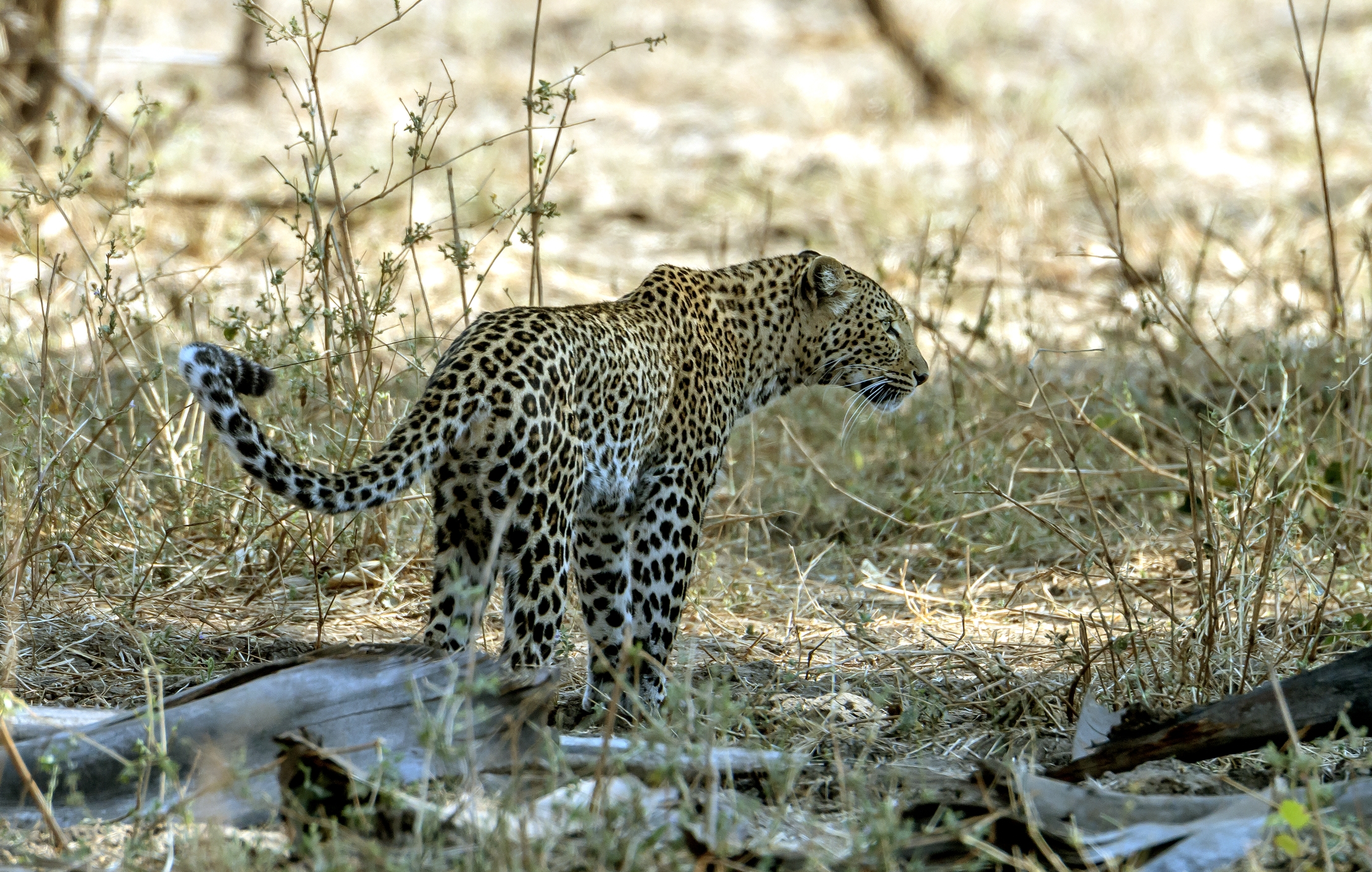 Zambia 2015 - Leopard