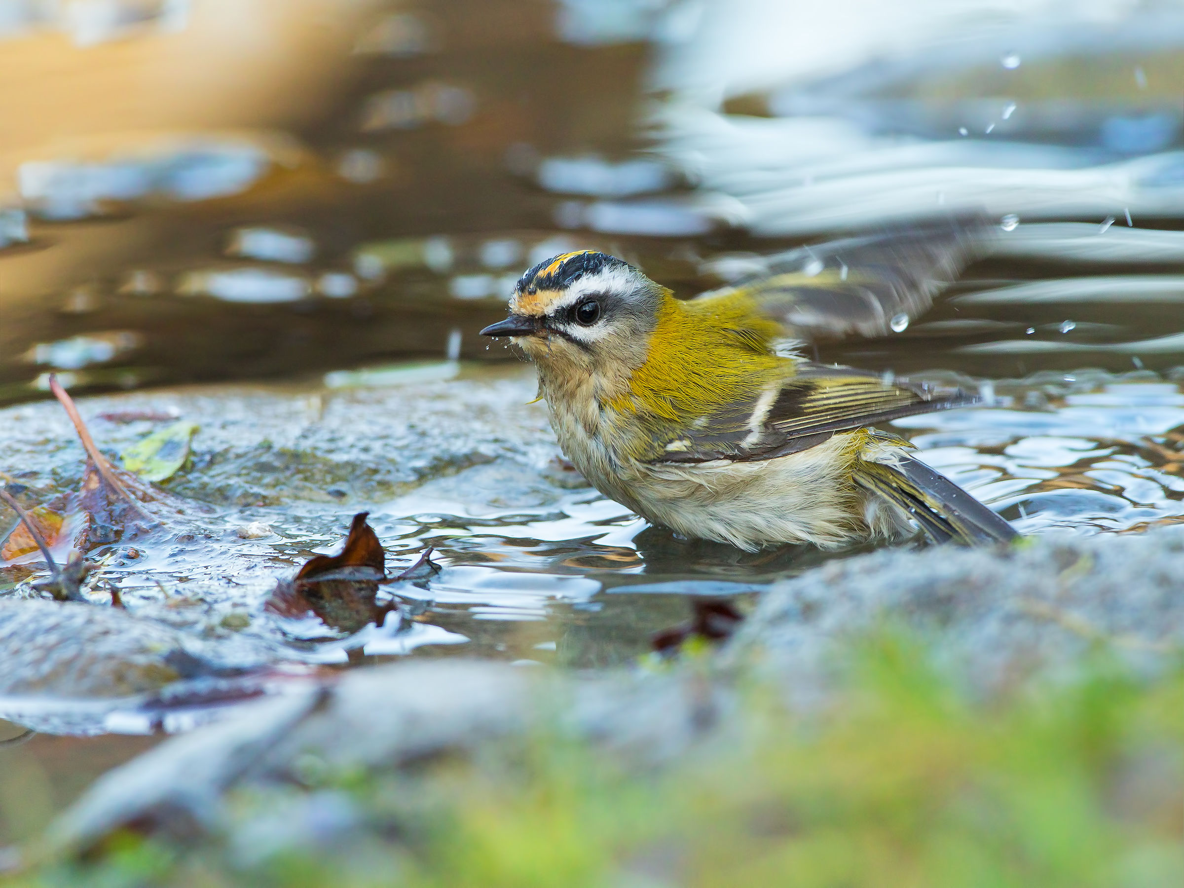 Firecrest