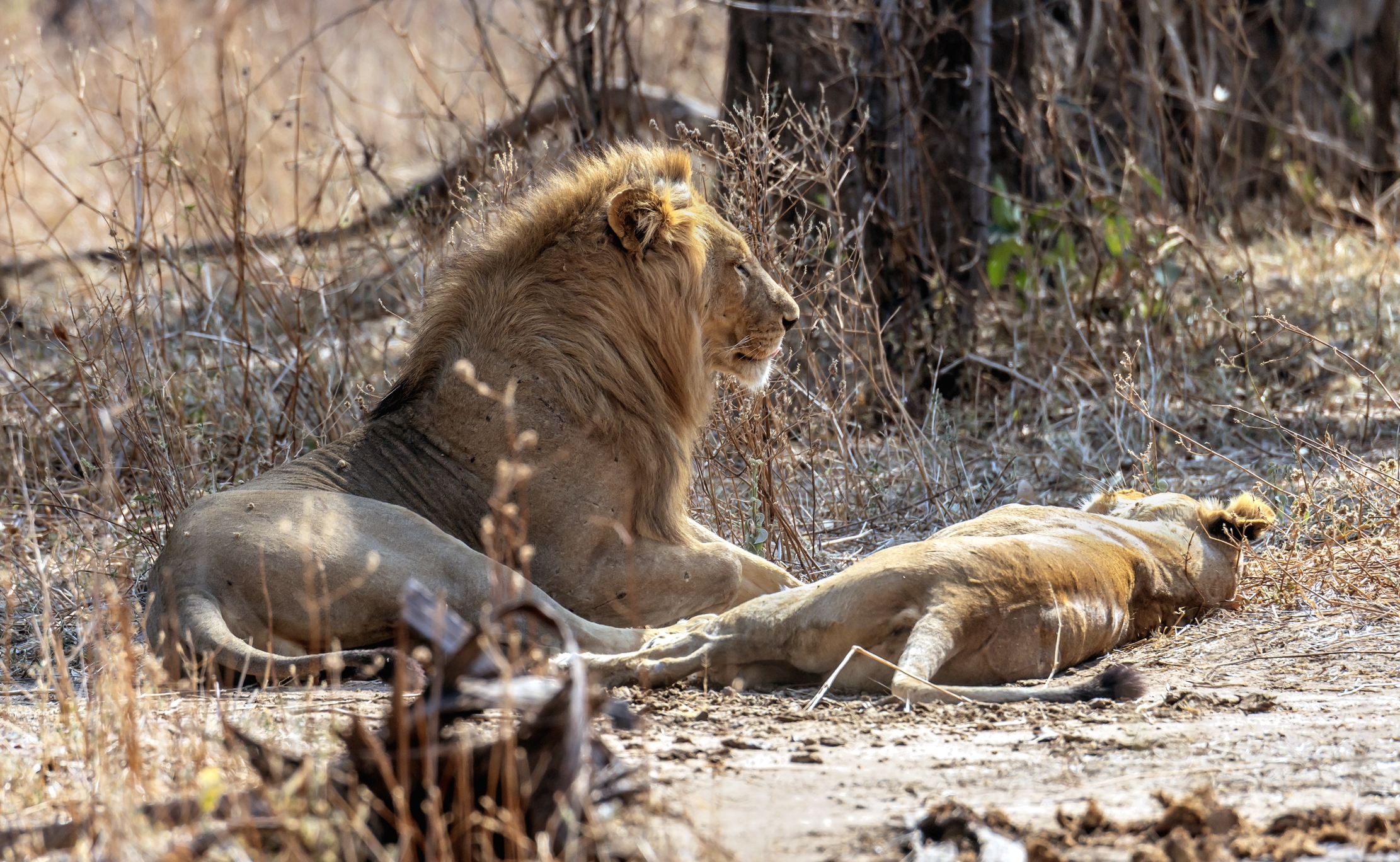 Zambia 2015 - La coppia