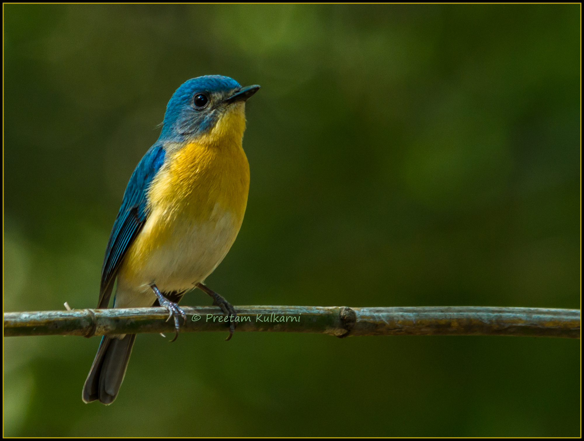 Tickels blu pigliamosche