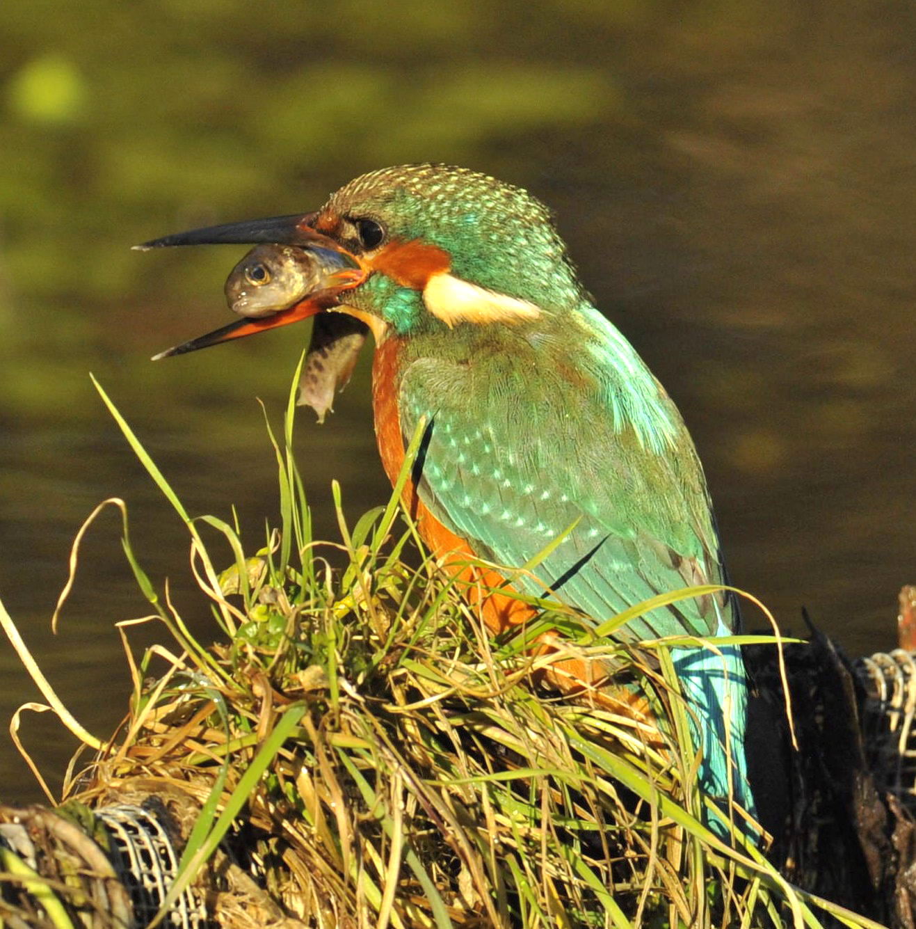 Martin (a) with prey