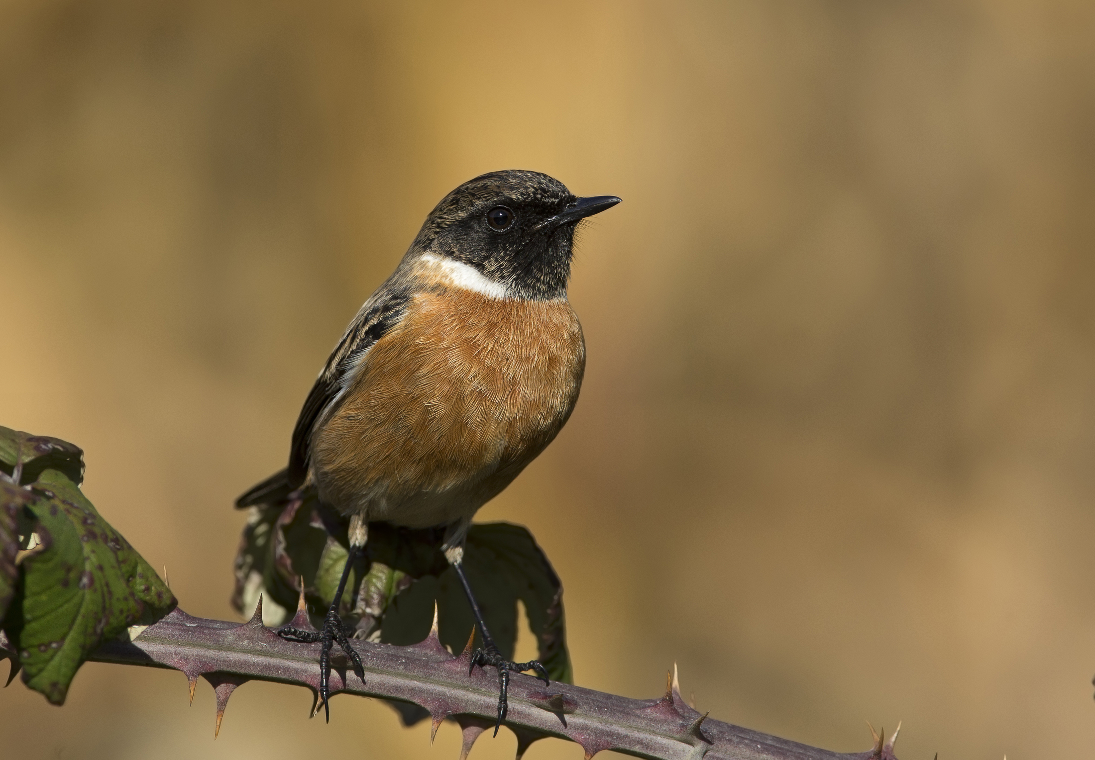 saltimpalo (saxicola torquatus)