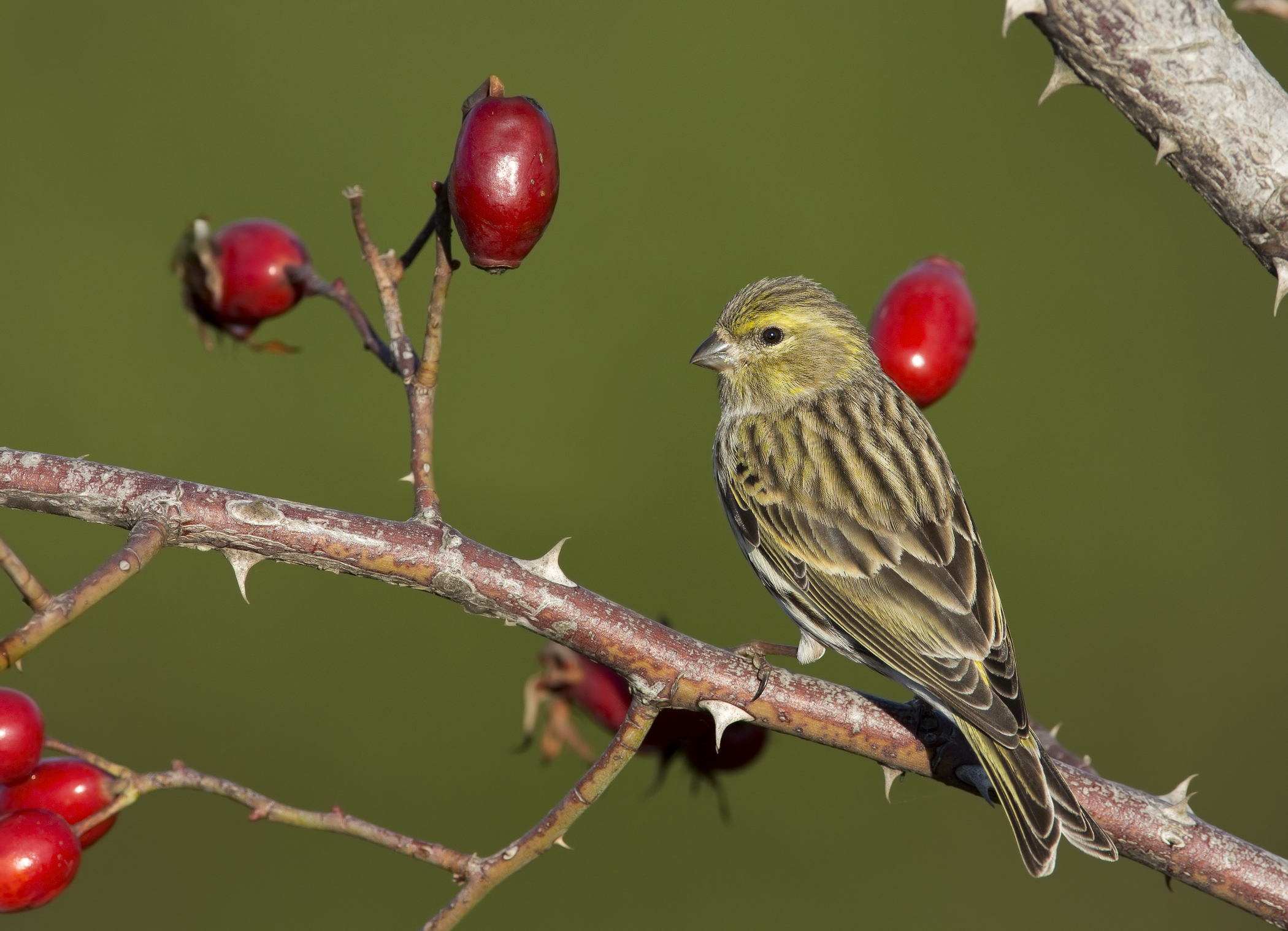 che microbo!! verzellino(serinus serinus)