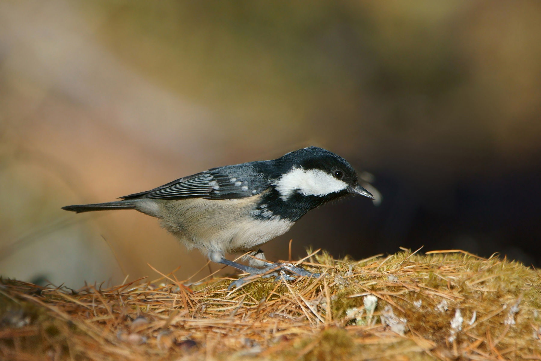 Coal Tit