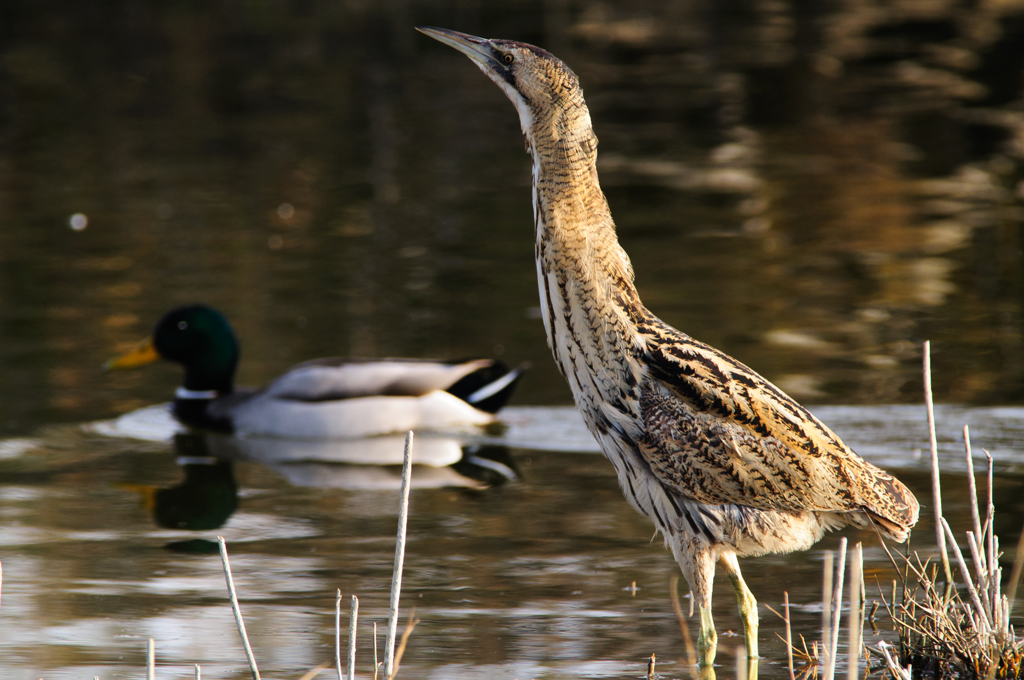 Bittern with Mallard