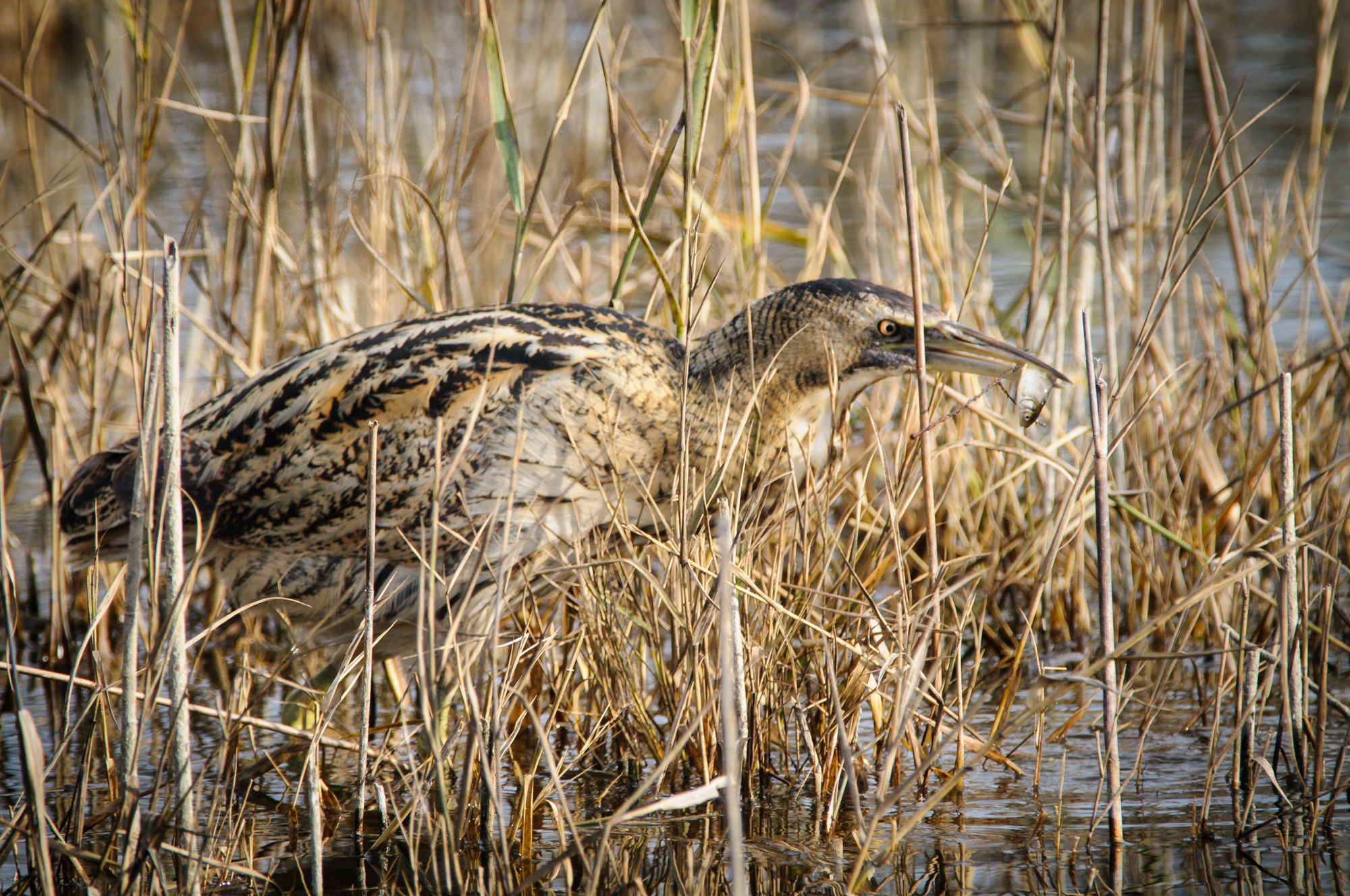 Bittern hunting